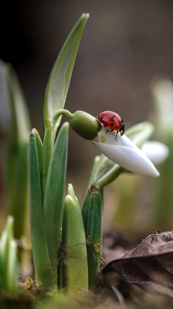 Download mobile wallpaper Flower, Macro, Insect, Animal, Ladybug, Snowdrop for free.