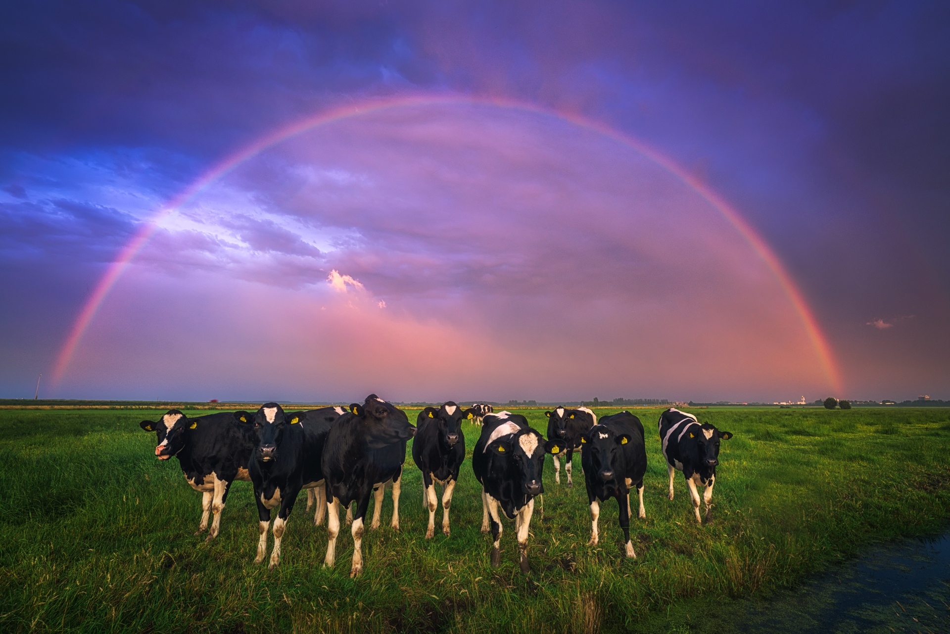 Download mobile wallpaper Rainbow, Animal, Cow for free.