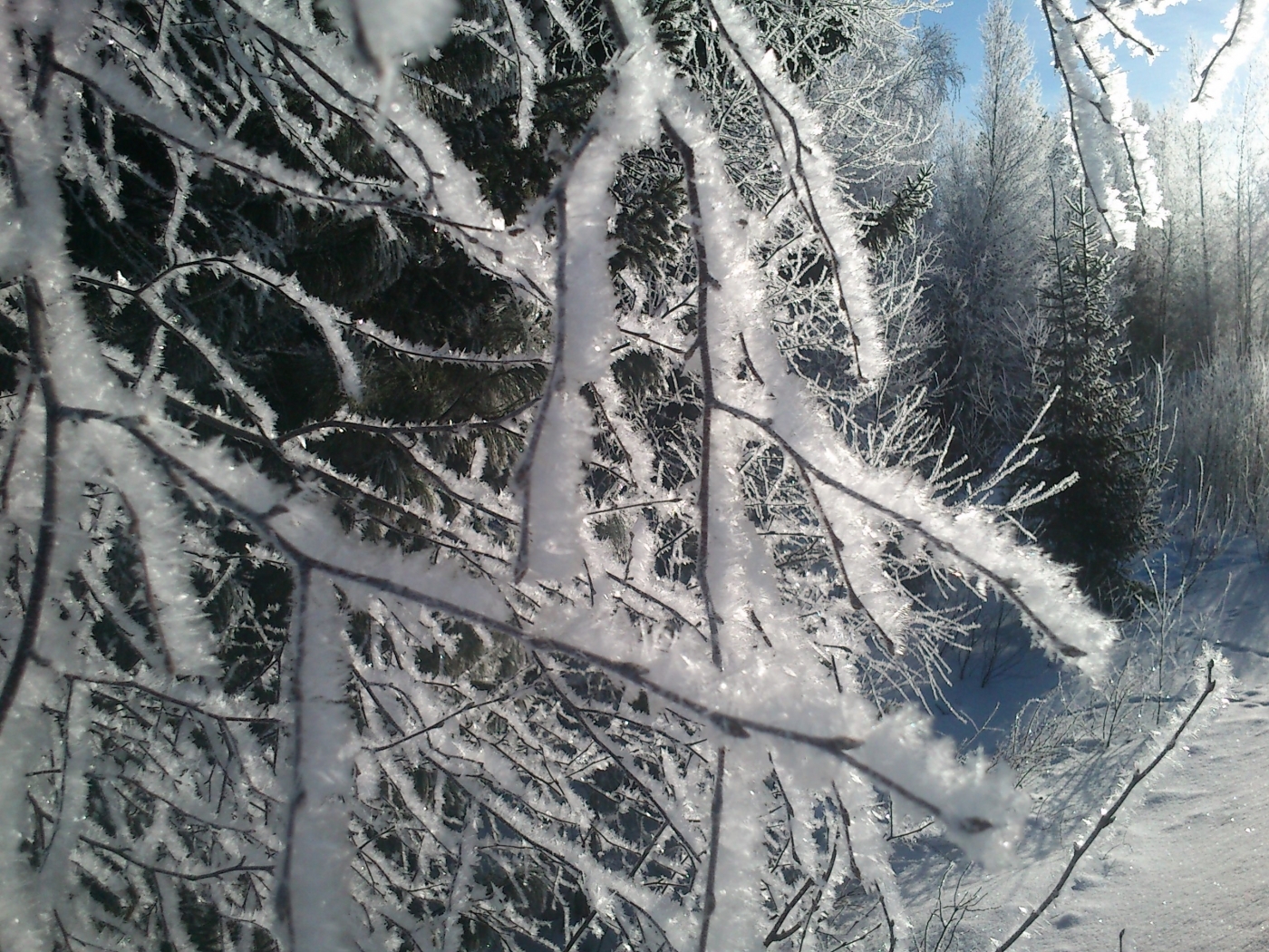 Скачать картинку Деревья, Снег, Зима, Пейзаж в телефон бесплатно.