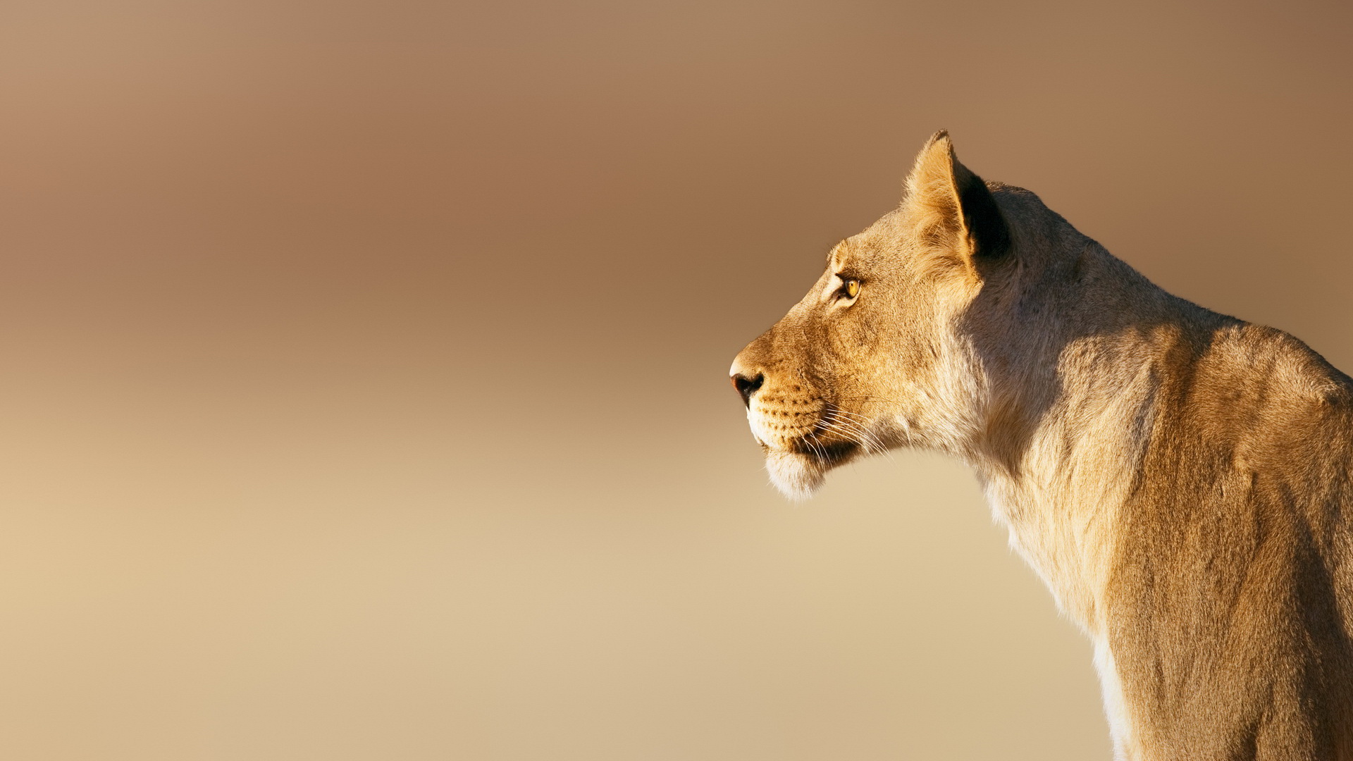 Laden Sie das Tiere, Katzen, Löwe-Bild kostenlos auf Ihren PC-Desktop herunter