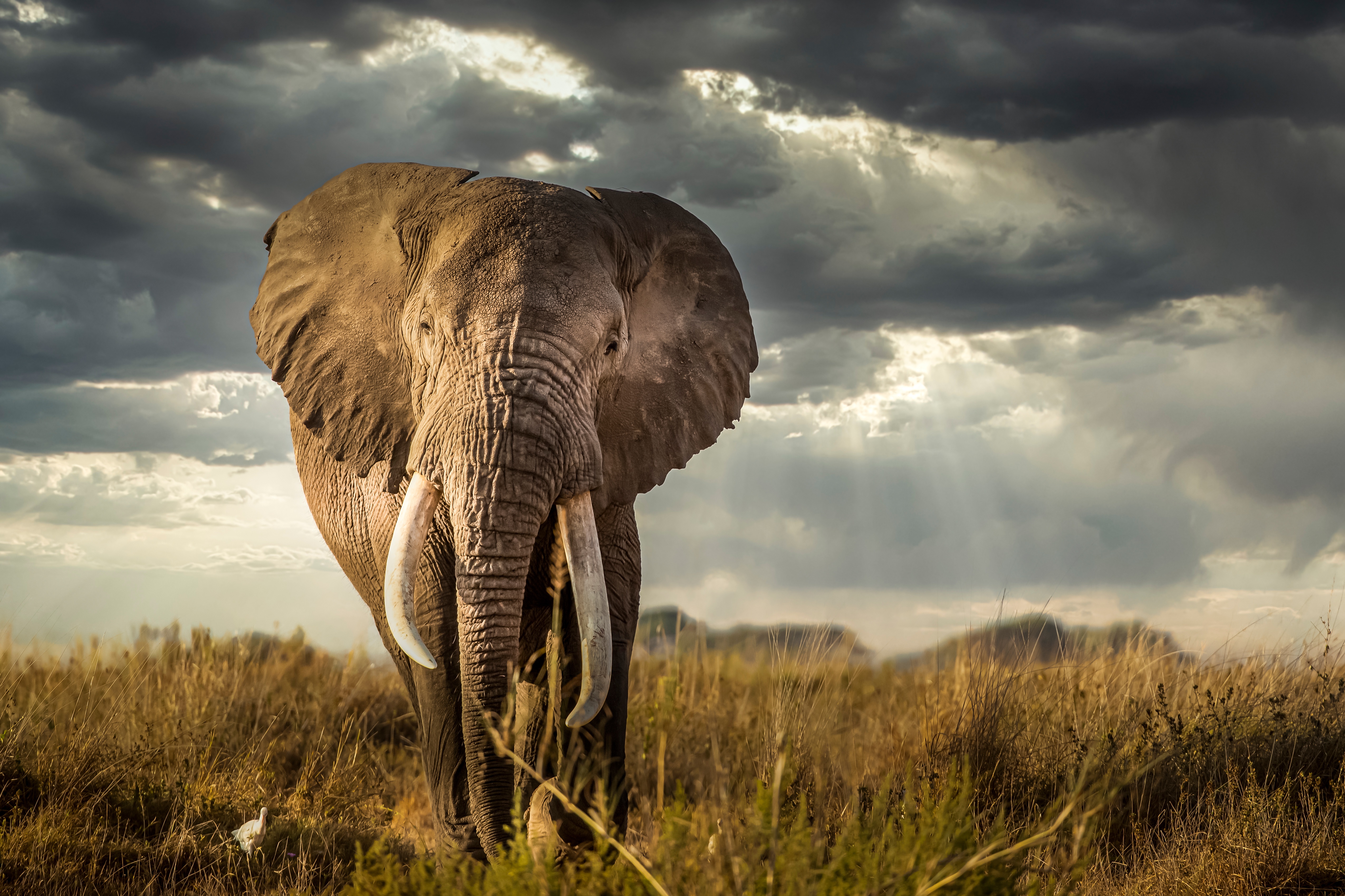Descarga gratis la imagen Animales, Elefantes, Elefante Africano De Sabana en el escritorio de tu PC