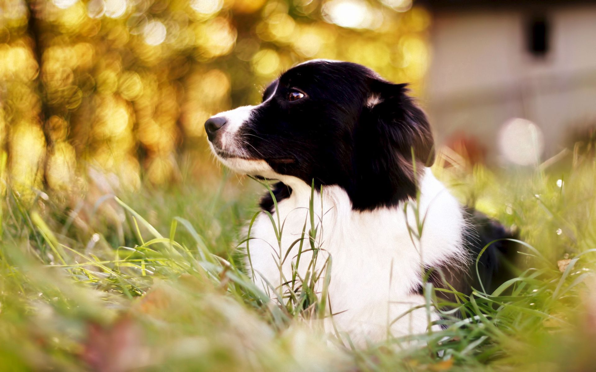 spotty, spotted, border collie, animals, grass, dog HD wallpaper