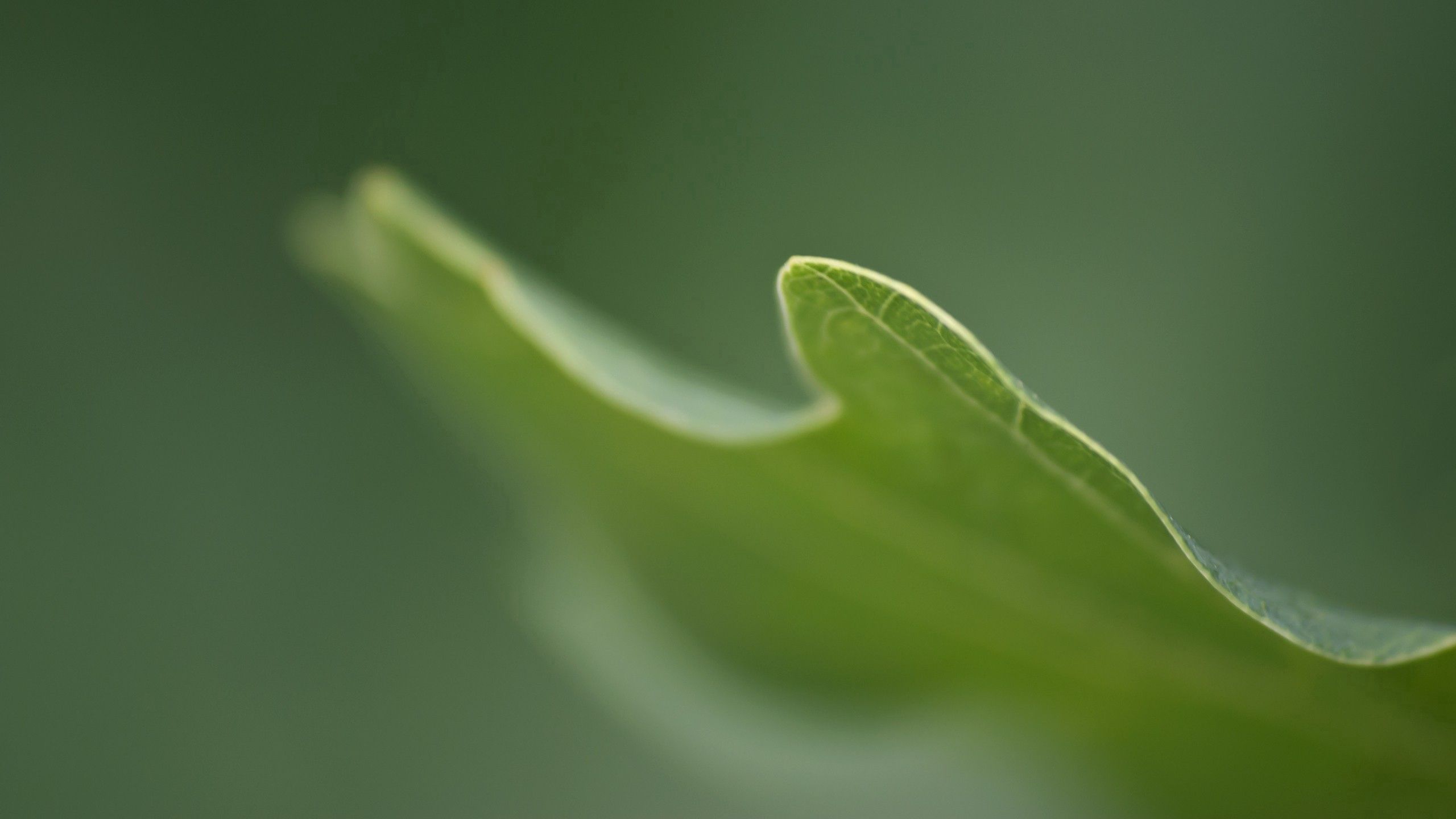 Download mobile wallpaper Grass, Macro, Smooth, Plant, Blur for free.
