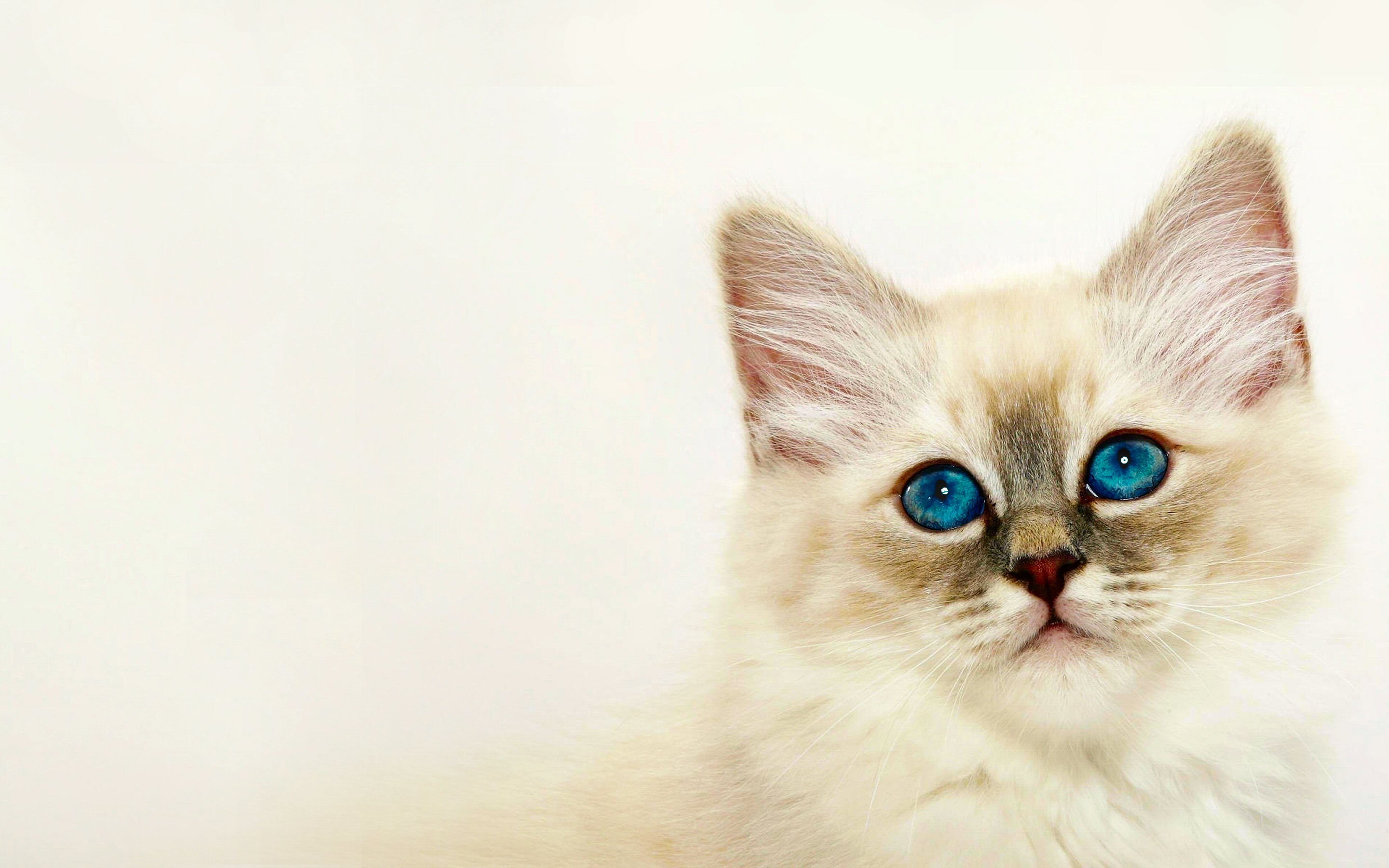 無料モバイル壁紙子猫, ネコ, 猫, 動物をダウンロードします。