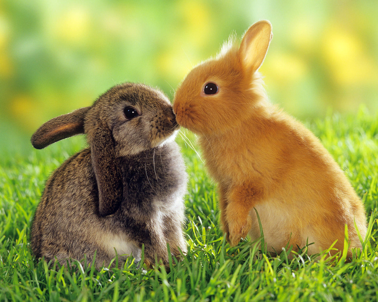 22773 скачать обои кролики, животные - заставки и картинки бесплатно