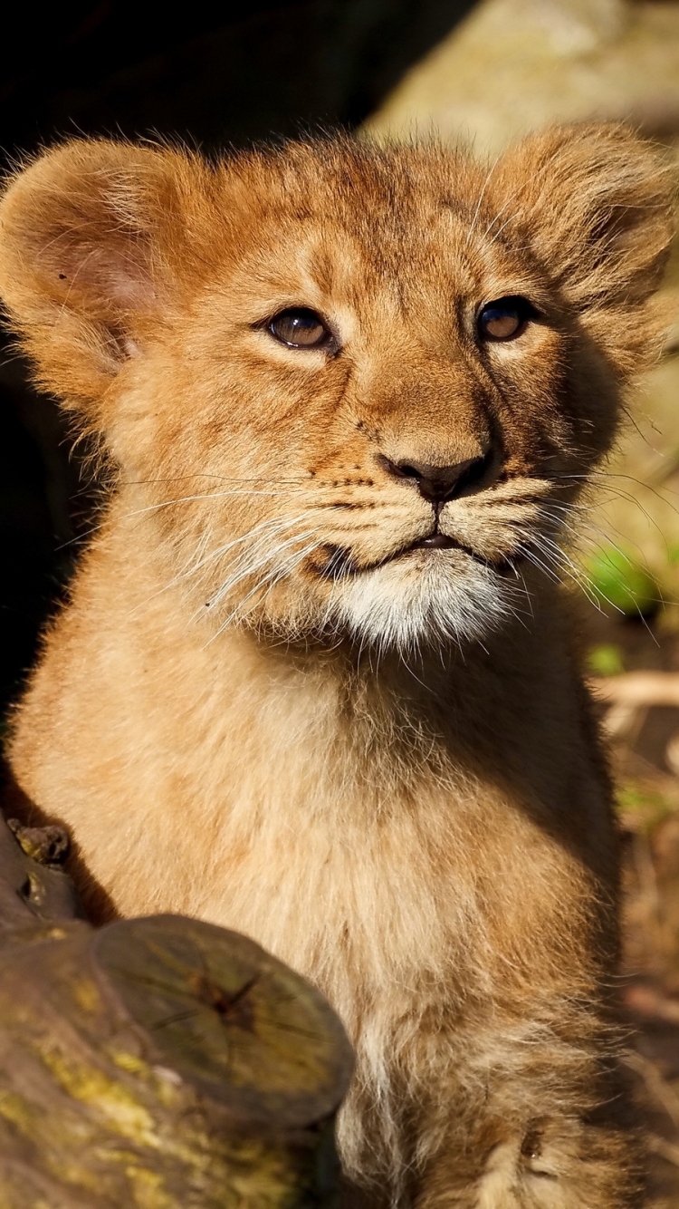 Handy-Wallpaper Tiere, Katzen, Löwe kostenlos herunterladen.