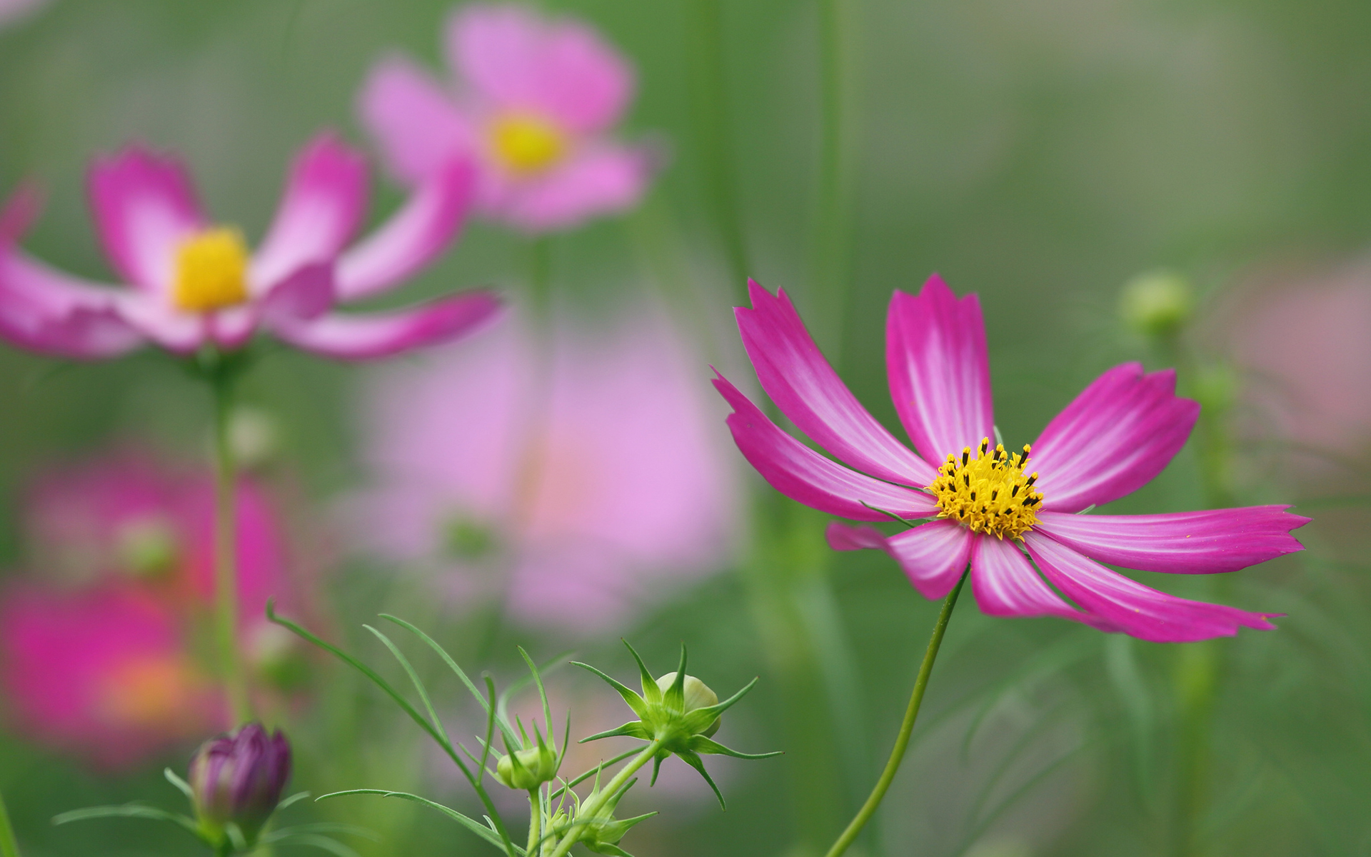 Free download wallpaper Flowers, Earth, Cosmos on your PC desktop