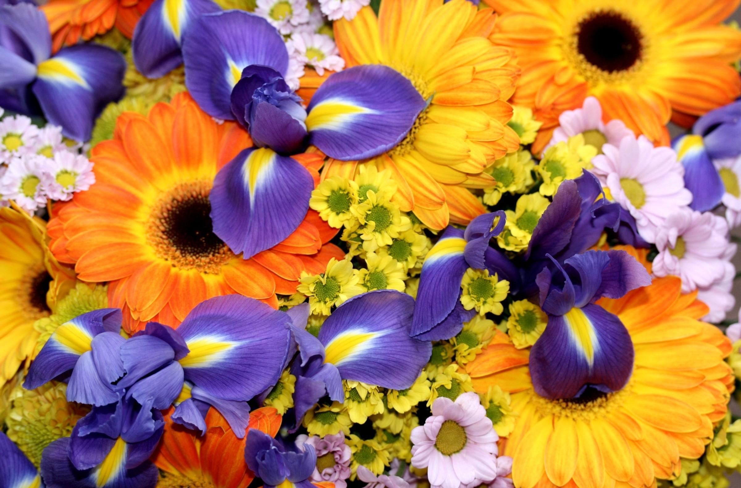 148183 descargar imagen flores, crisantemo, lirios, gerberas, iris, ramo, brillantemente: fondos de pantalla y protectores de pantalla gratis