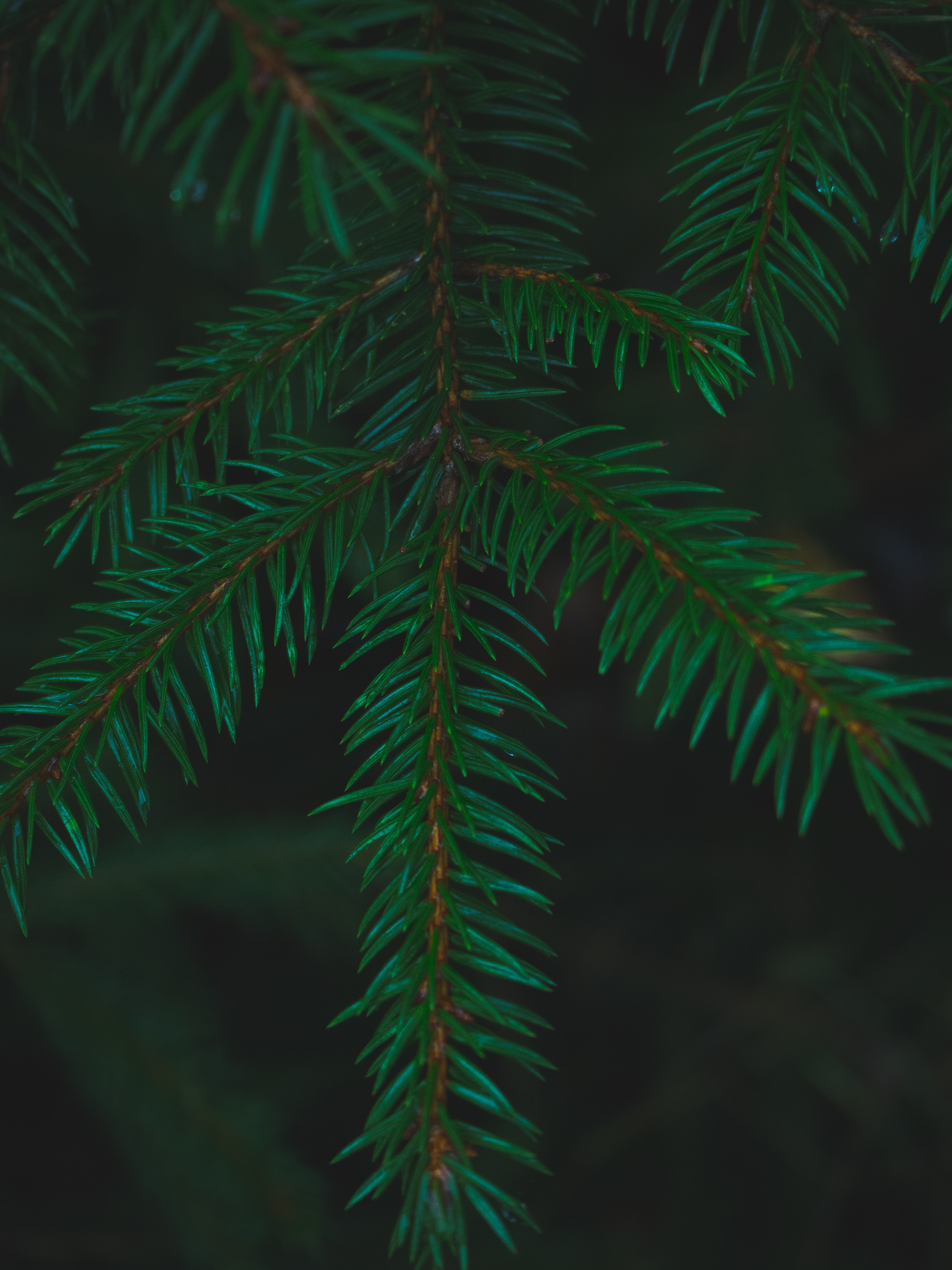 needle, macro, branches, spruce, fir 2160p