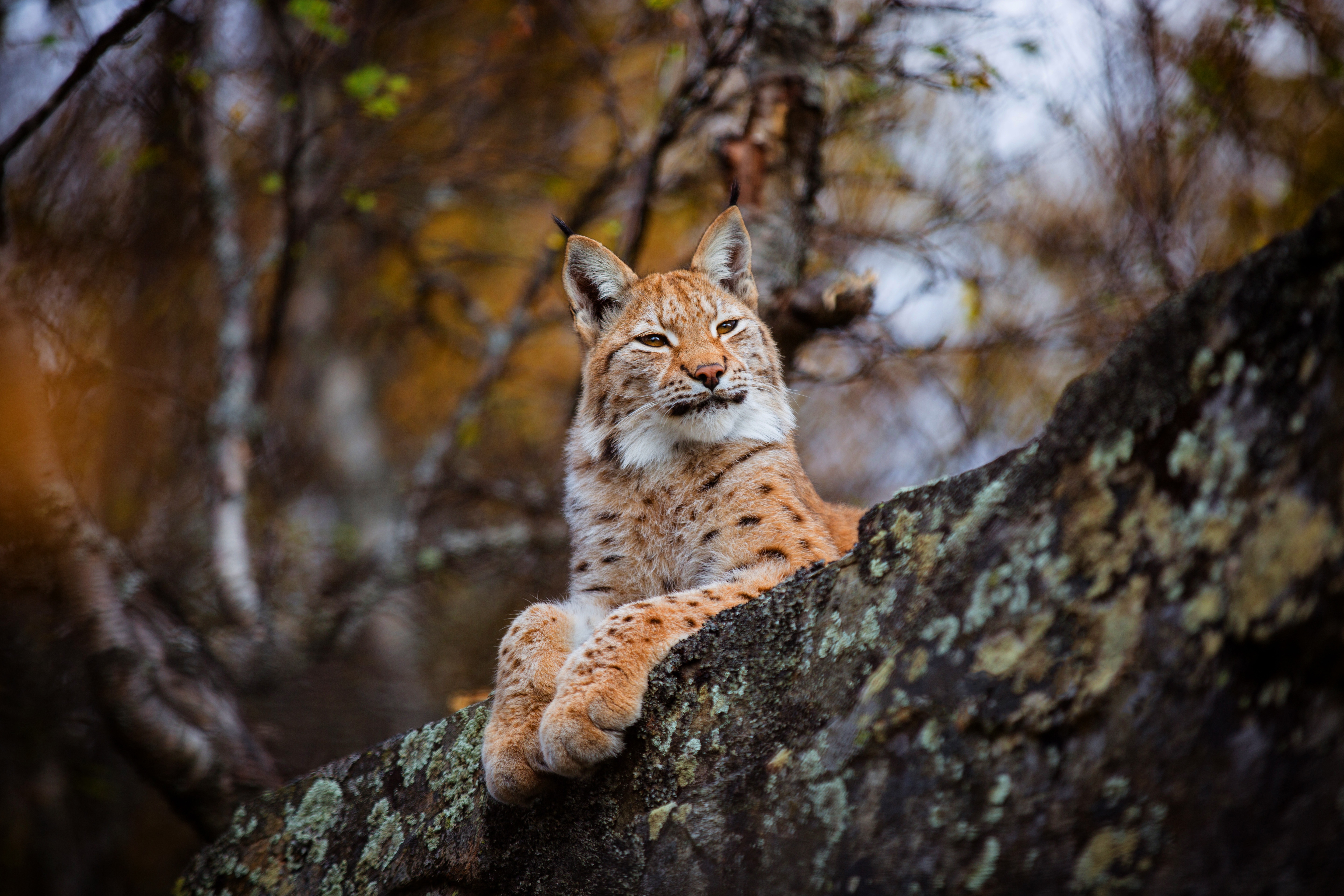 Handy-Wallpaper Tiere, Katzen, Luchs kostenlos herunterladen.