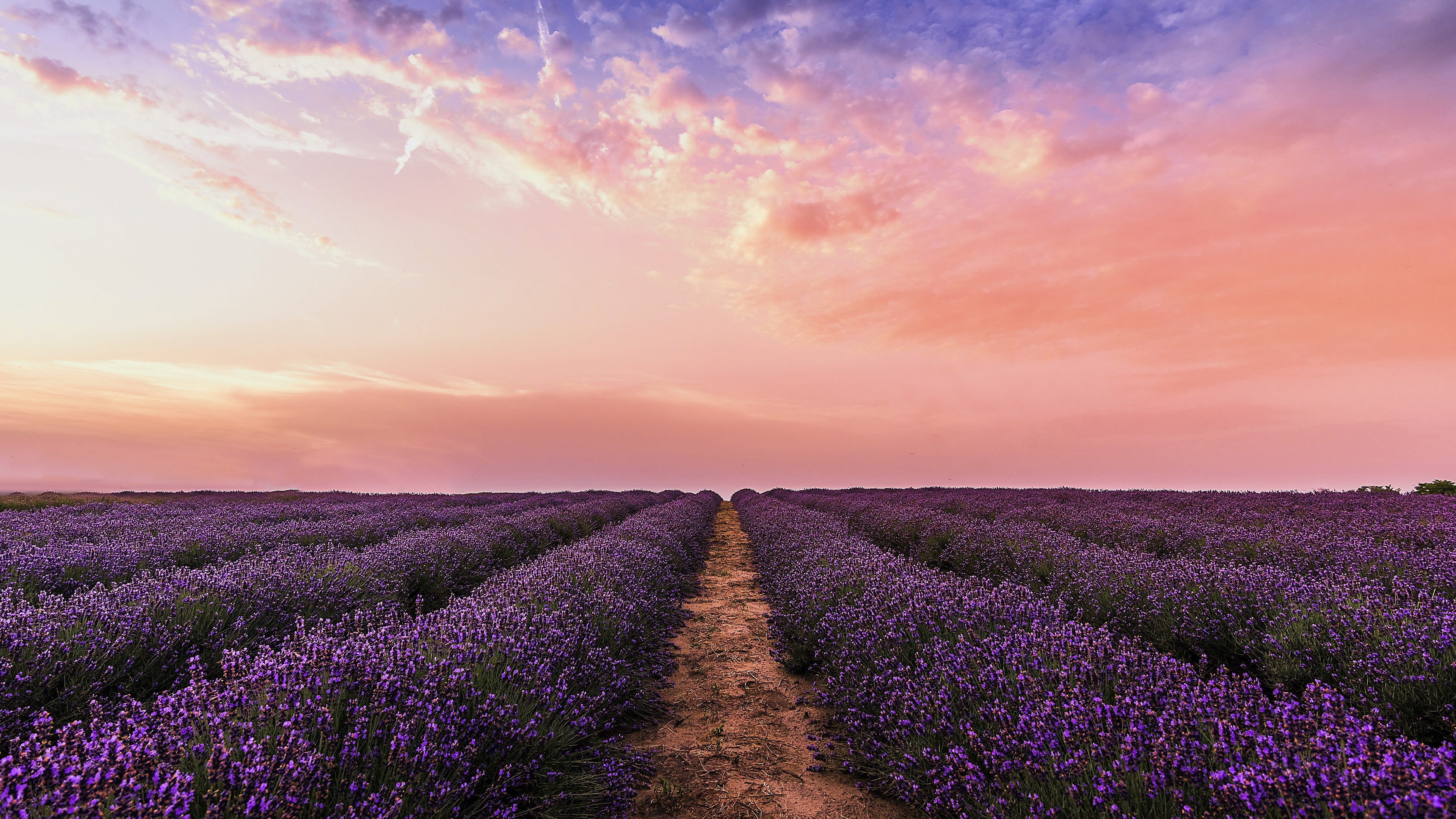 Download mobile wallpaper Flowers, Sunset, Sky, Flower, Earth, Path, Lavender for free.