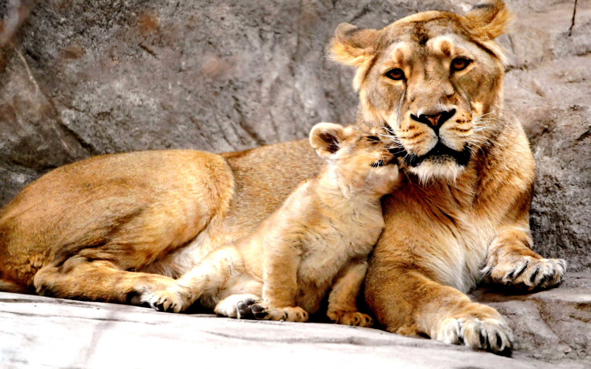 Téléchargez des papiers peints mobile Animaux, Lion gratuitement.