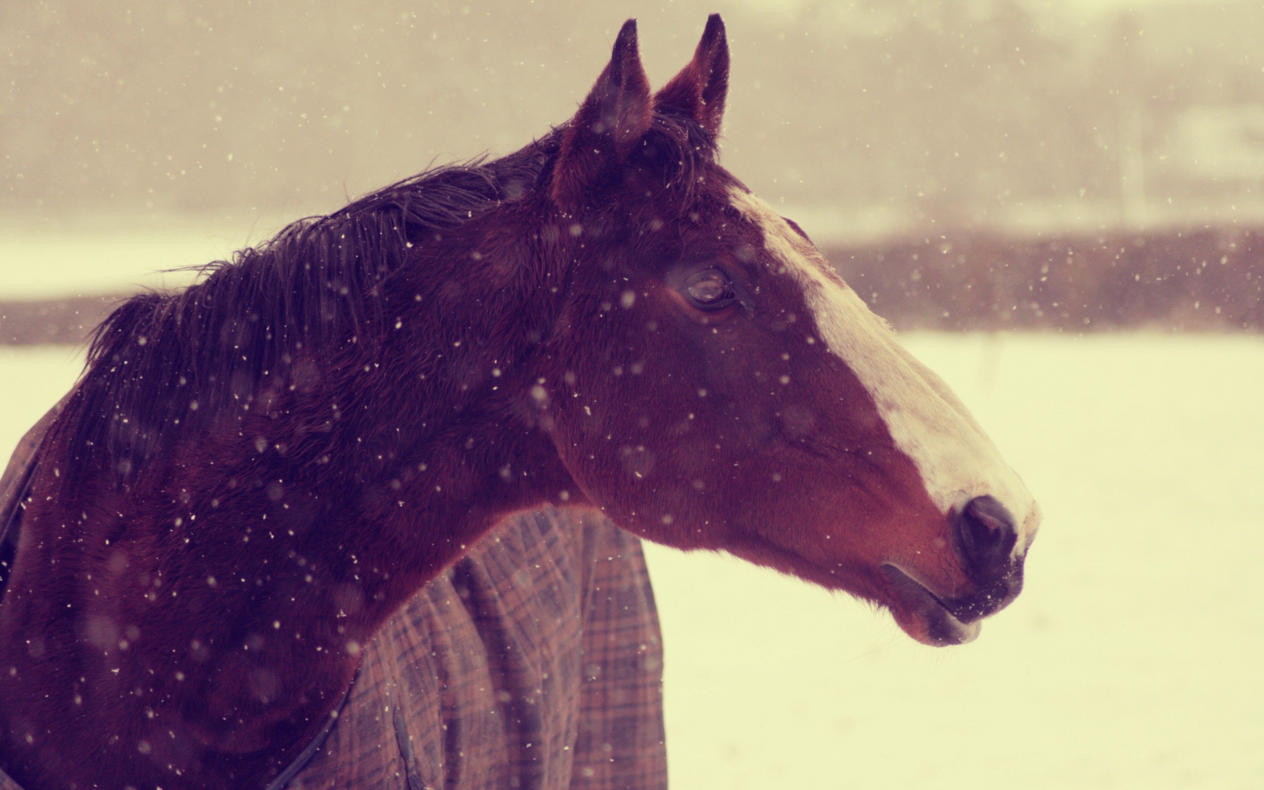 Descarga gratis la imagen Animales, Caballo en el escritorio de tu PC