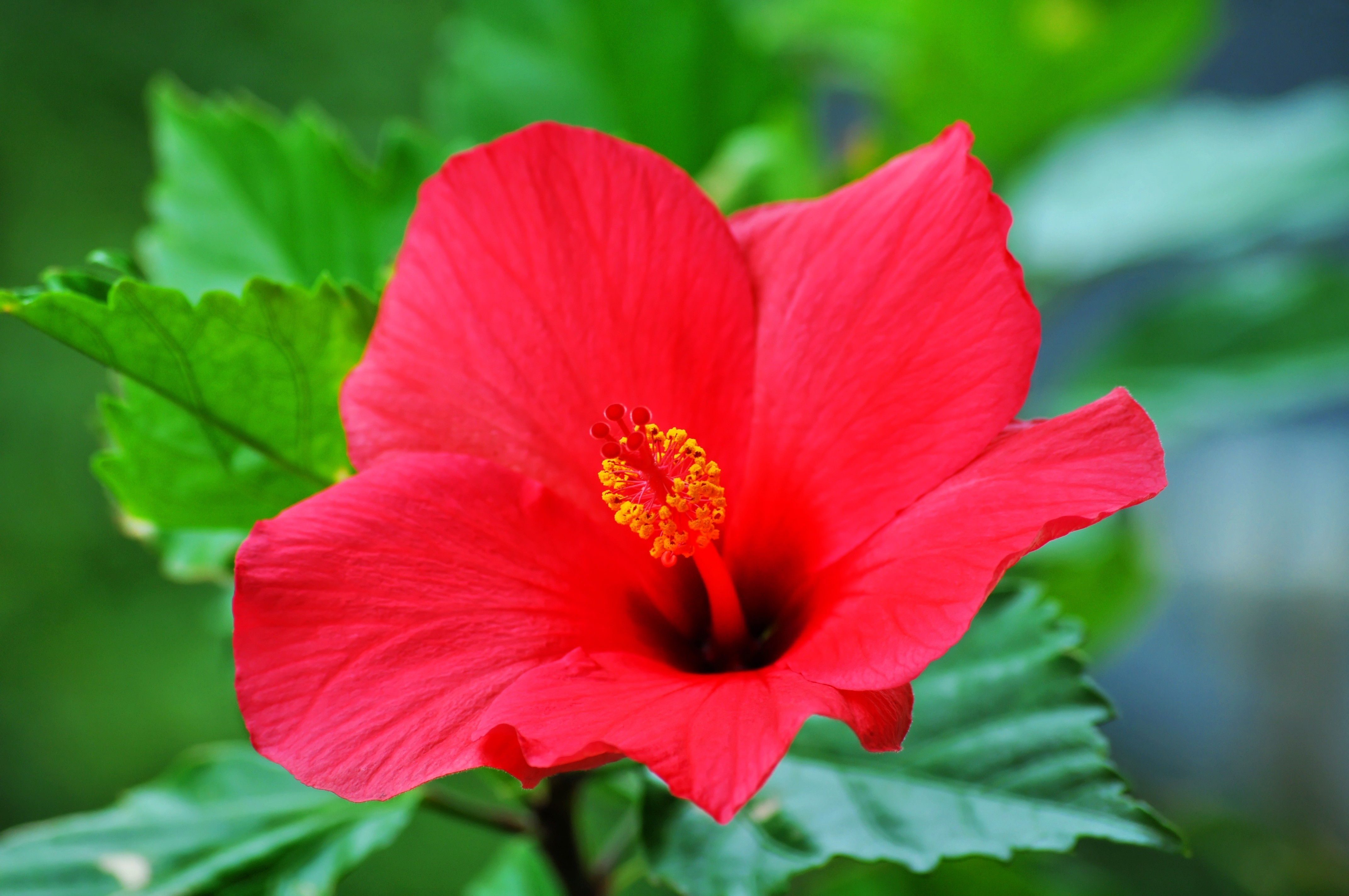 Baixe gratuitamente a imagem Flores, Flor, Fechar Se, Hibisco, Flor Vermelha, Terra/natureza na área de trabalho do seu PC