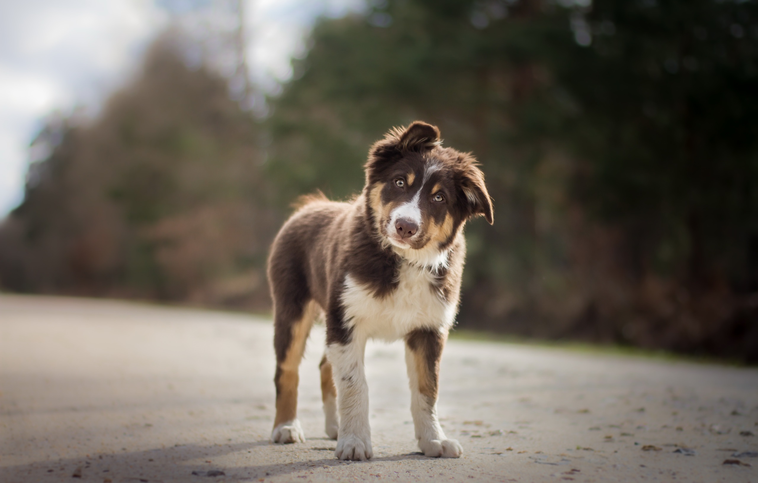 Baixar papel de parede para celular de Animais, Cães, Cão, Pastor Australiano, Animal Bebê, Filhote, Profundidade De Campo gratuito.