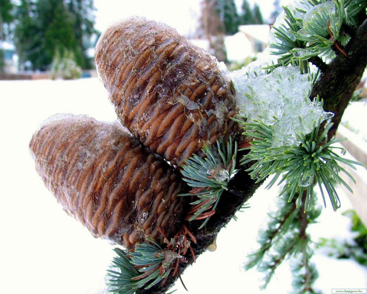 Download mobile wallpaper Needle, Cones, Pine, Branch, Winter, Snow, Nature for free.