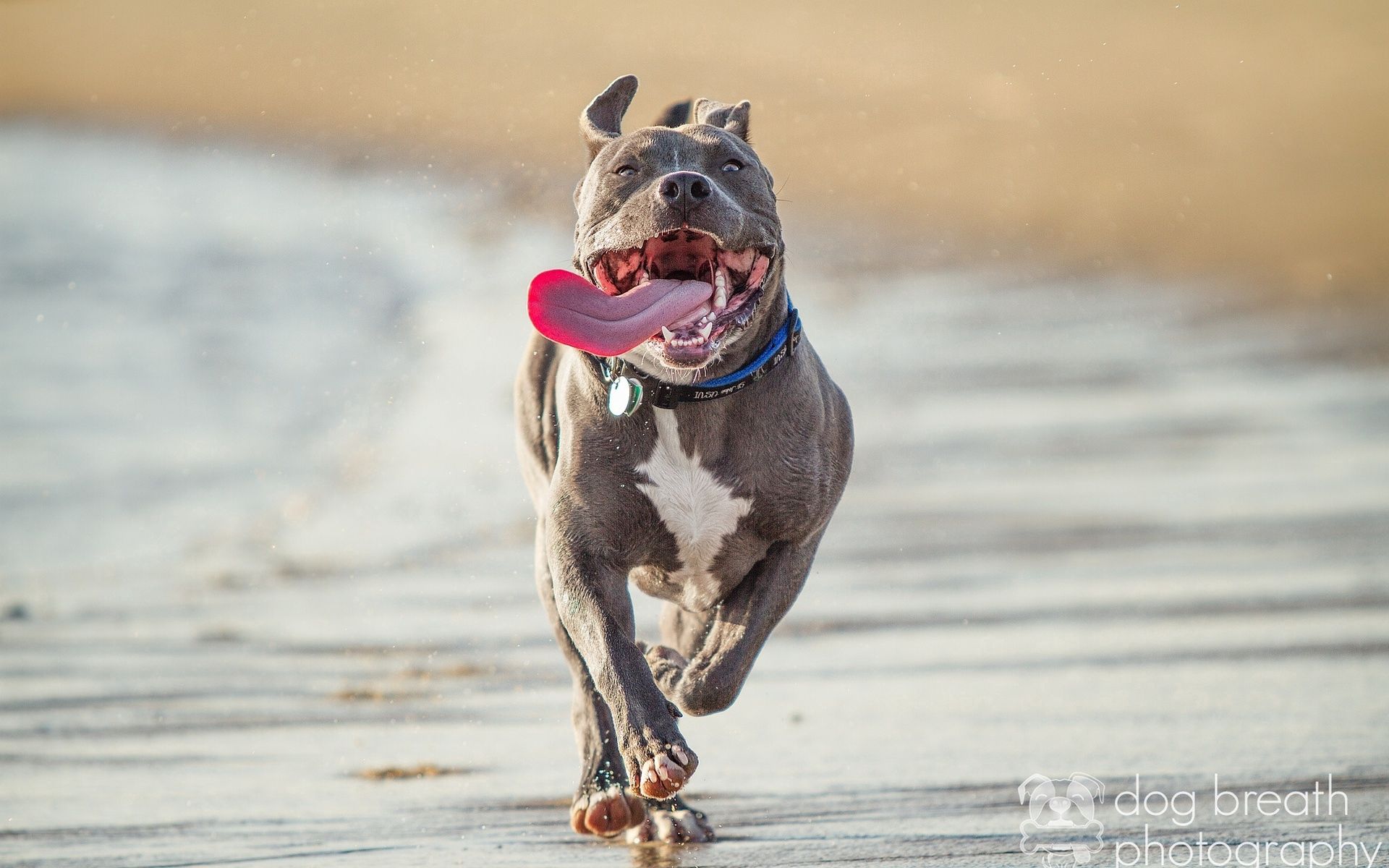animals, protruding tongue, tongue stuck out, run away, run, pit bull terrier, pitbull terrier