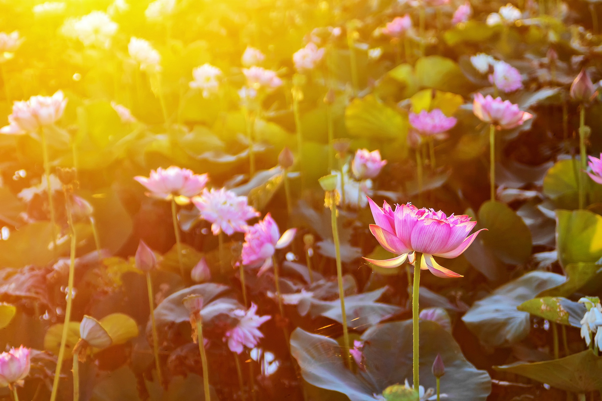Téléchargez gratuitement l'image Fleurs, Lotus, Fleur, Nénuphar, Ensoleillé, La Nature, Terre/nature, Fleur Rose sur le bureau de votre PC