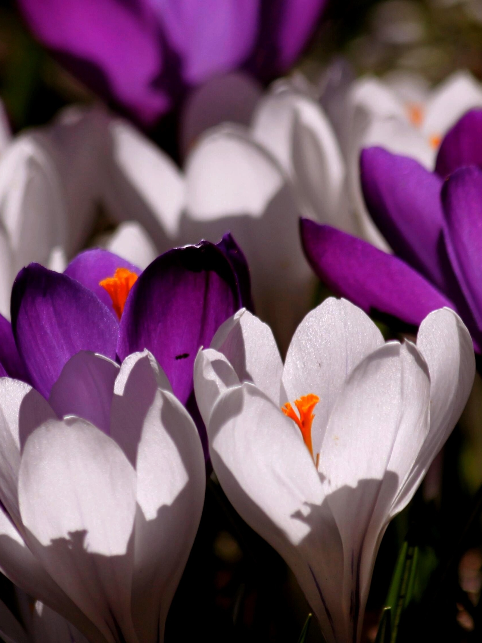 Download mobile wallpaper Nature, Flowers, Flower, Earth, Spring, Crocus, White Flower, Purple Flower for free.