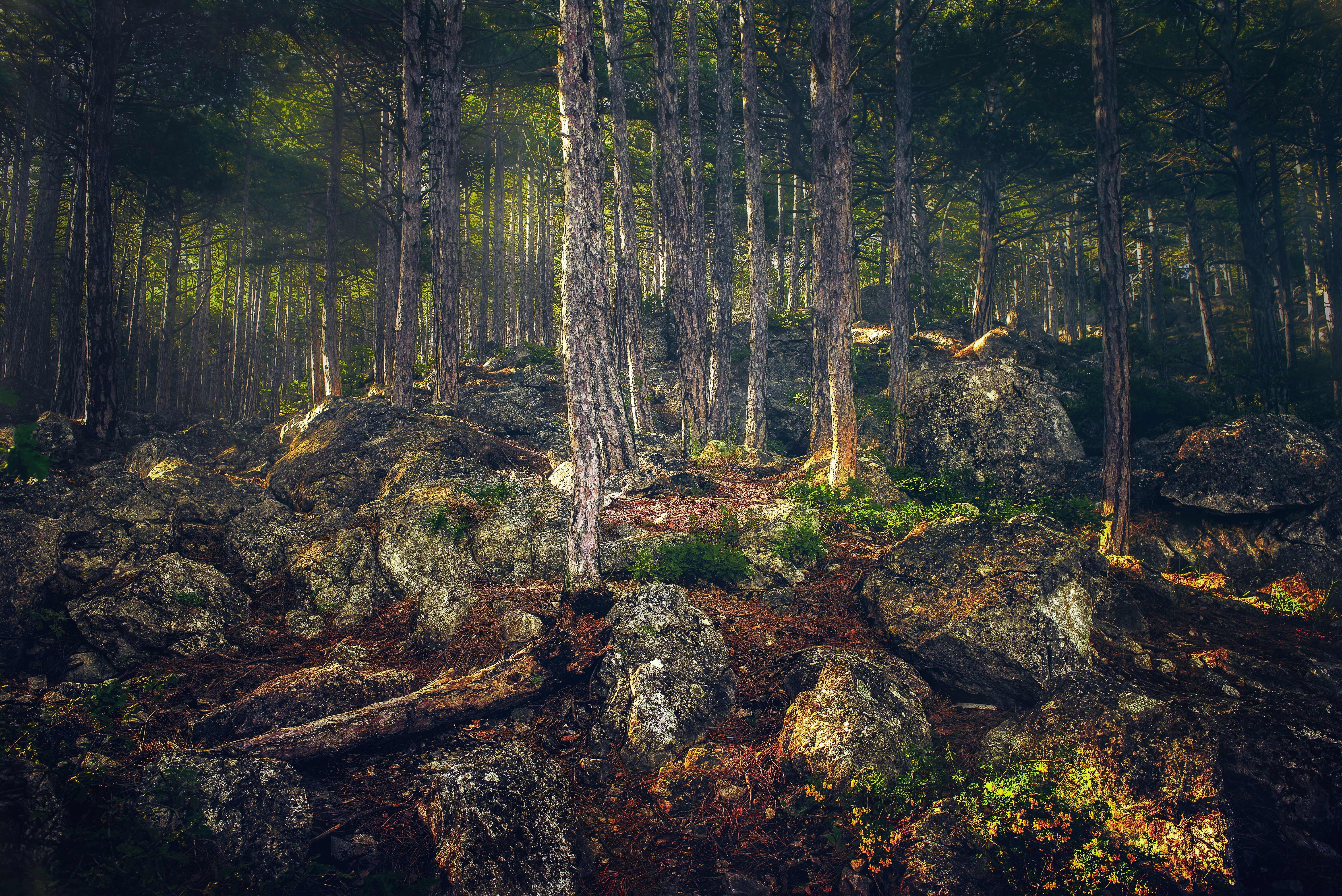 Laden Sie das Natur, Wald, Sonnenstrahl, Erde/natur-Bild kostenlos auf Ihren PC-Desktop herunter