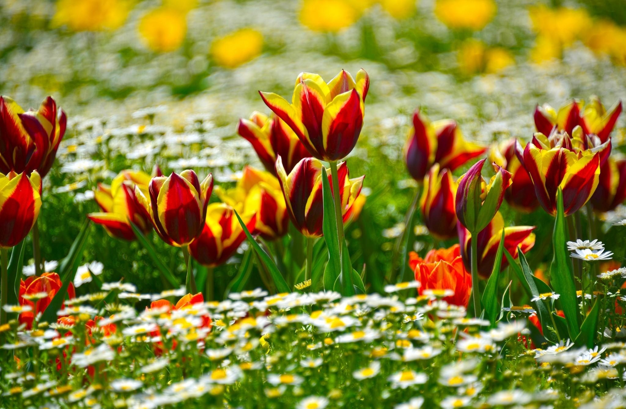 flower bed, tulips, flowers, camomile, blur, smooth, flowerbed, sunny cell phone wallpapers