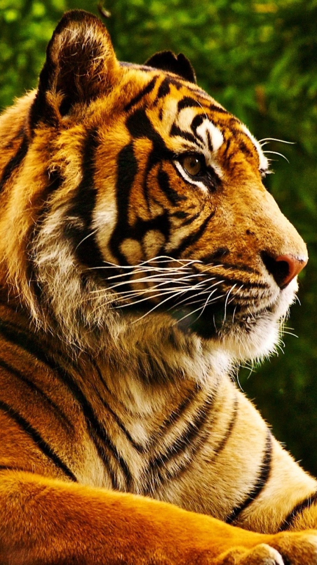 Descarga gratuita de fondo de pantalla para móvil de Animales, Gatos, Tigre.