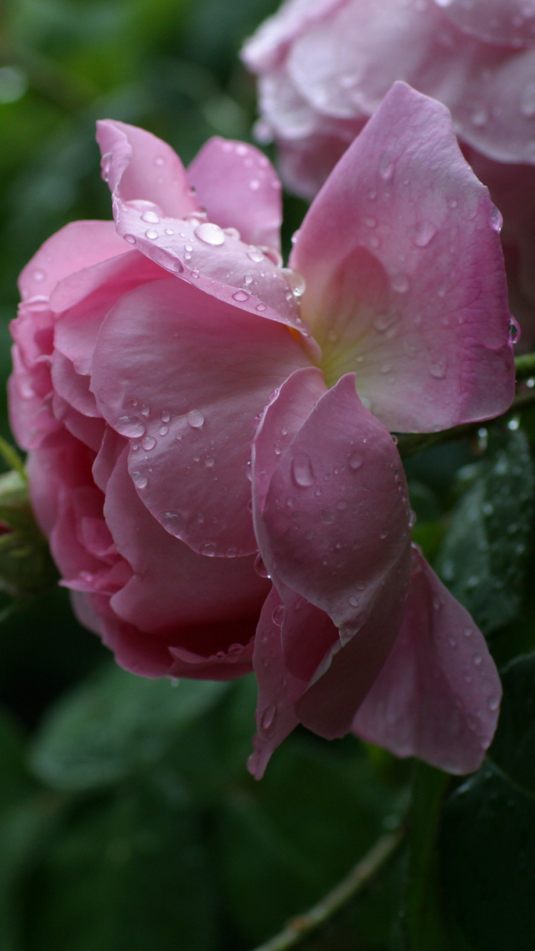 Handy-Wallpaper Blumen, Rose, Erde/natur kostenlos herunterladen.