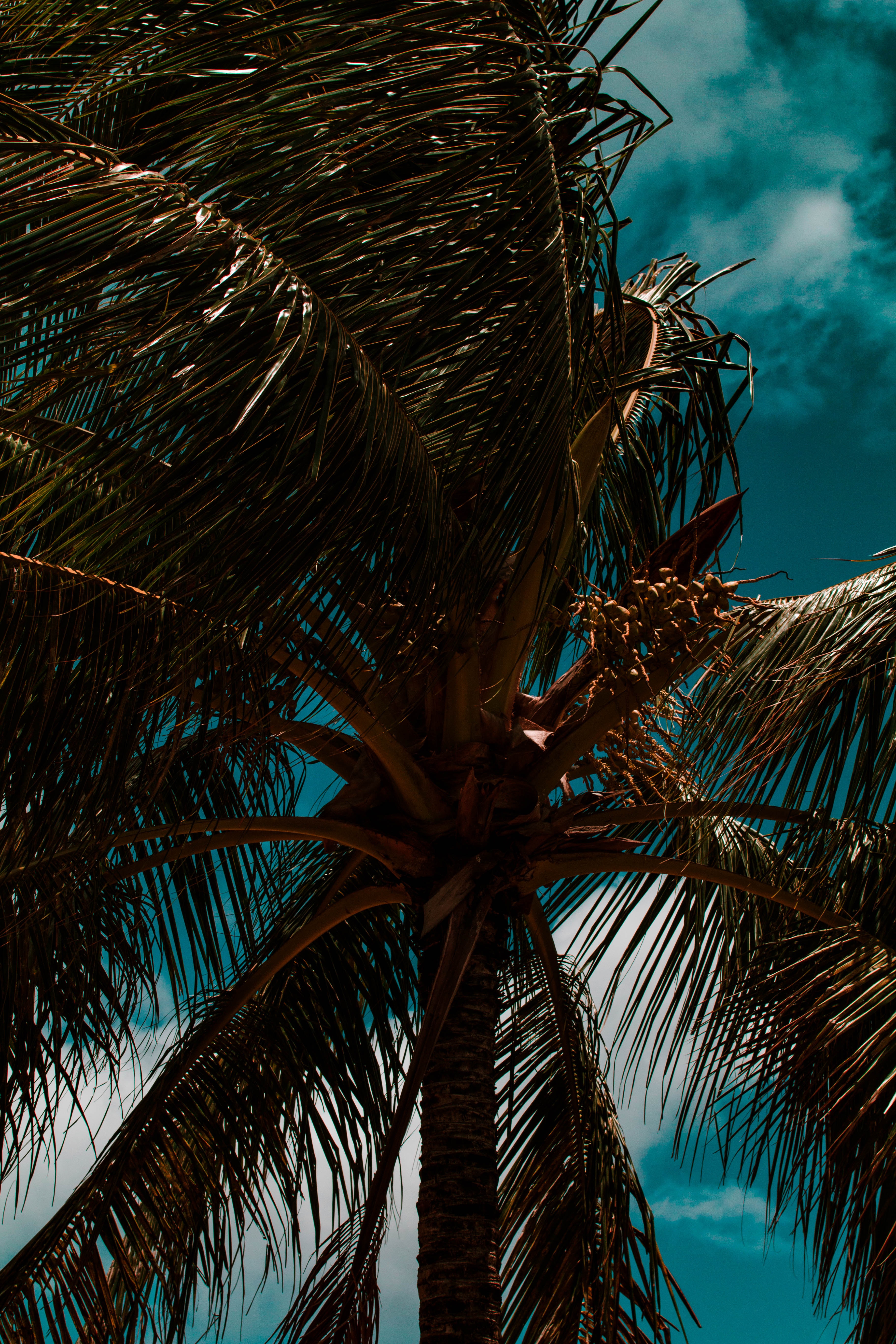 55488 descargar imagen naturaleza, cielo, hojas, nubes, palma, sucursales, ramas, zona tropical, trópico, viento: fondos de pantalla y protectores de pantalla gratis