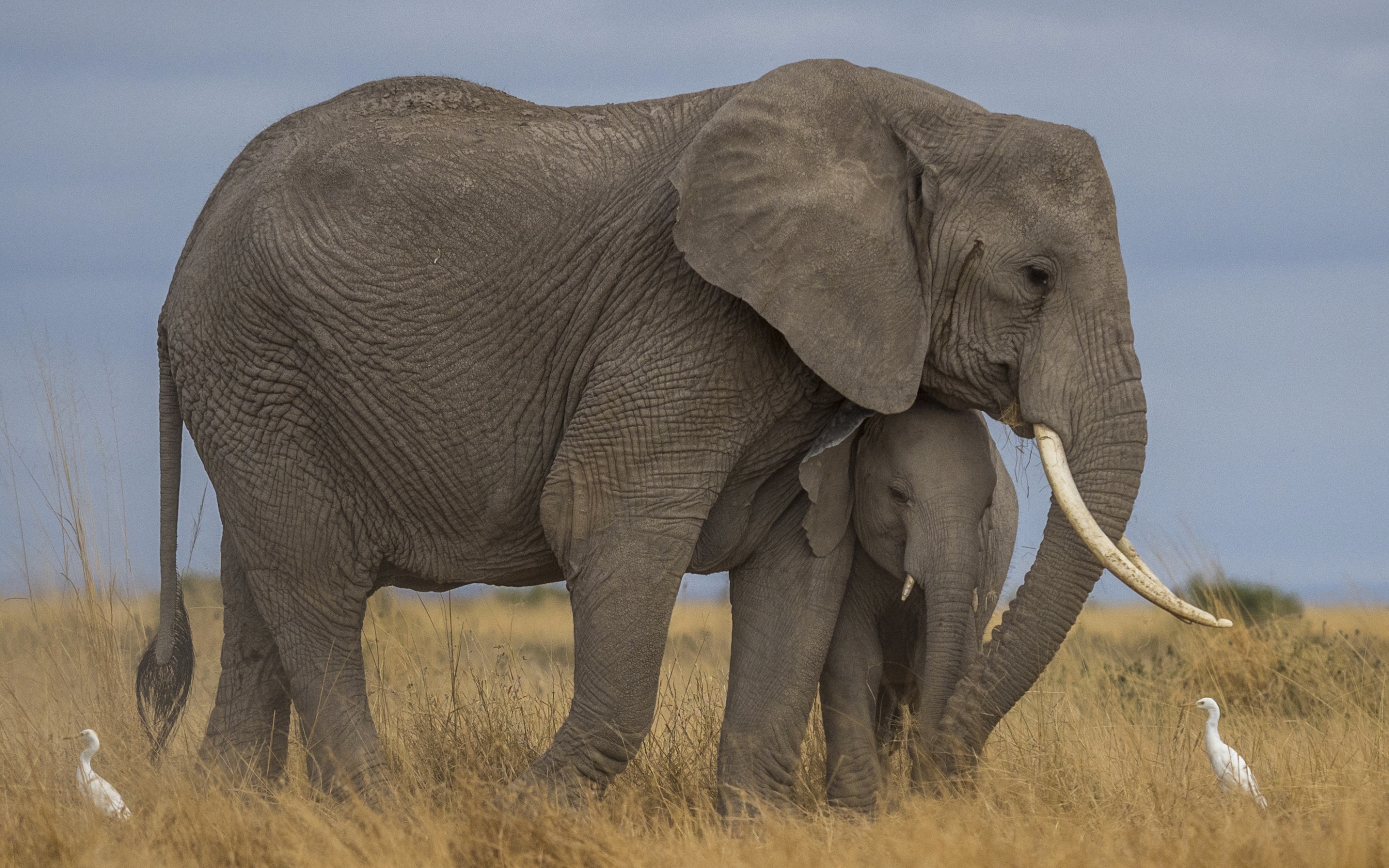 Скачать обои бесплатно Животные, Слоны, Африка, Африканский Слон, Детеныш Животного картинка на рабочий стол ПК