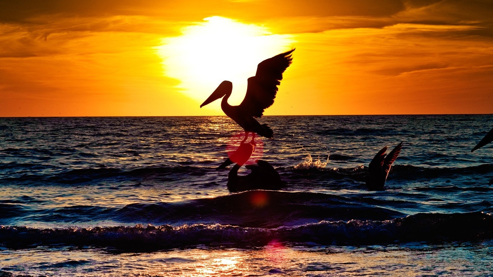Free download wallpaper Sunset, Animal, Pelican on your PC desktop