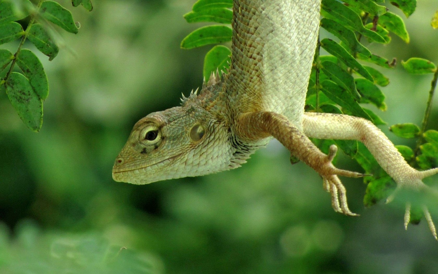 Free download wallpaper Nature, Greens, Lizard, Animals, Forest on your PC desktop