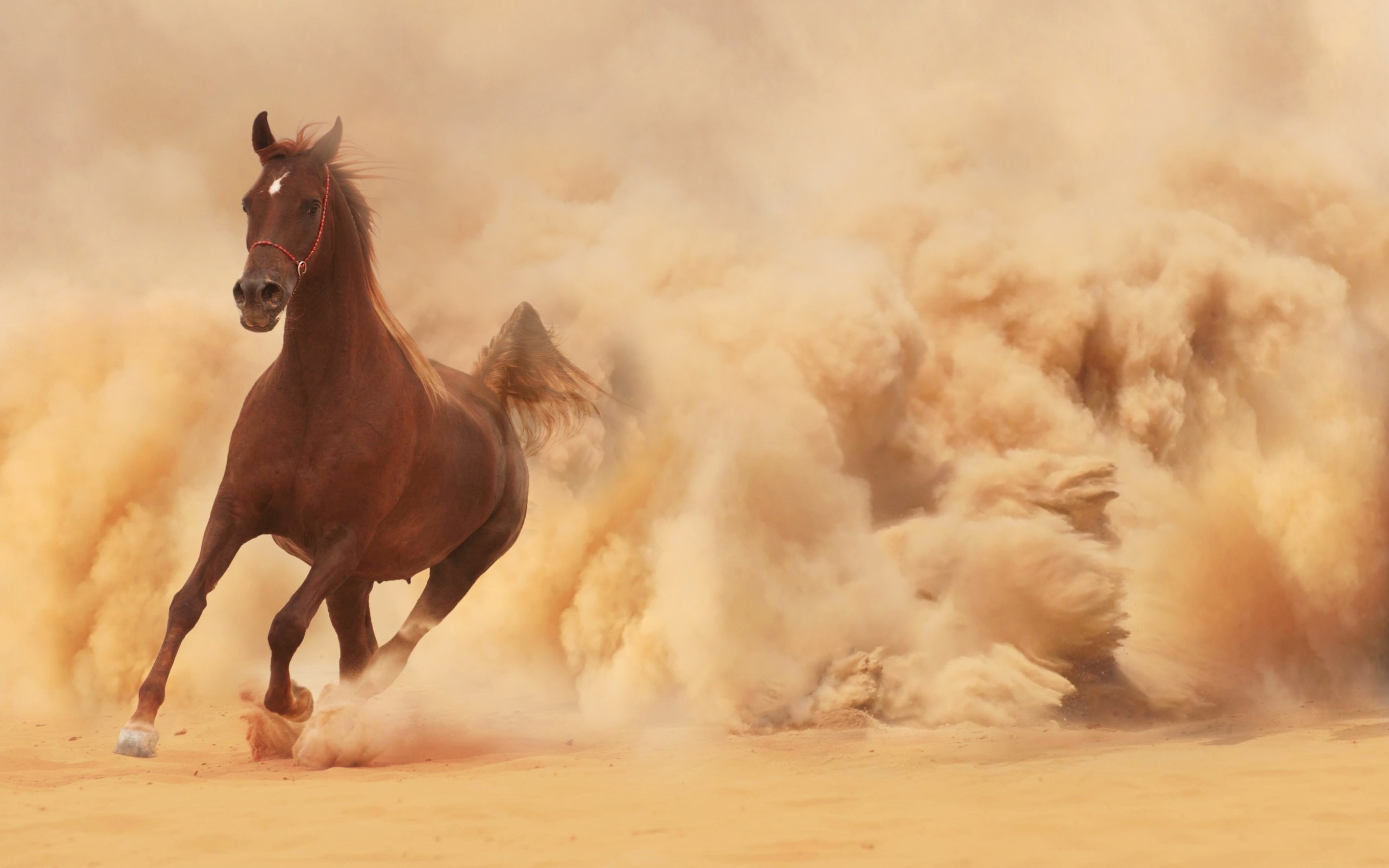 660221 скачать картинку лошадь, животные, грязь, пыль, бег - обои и заставки бесплатно
