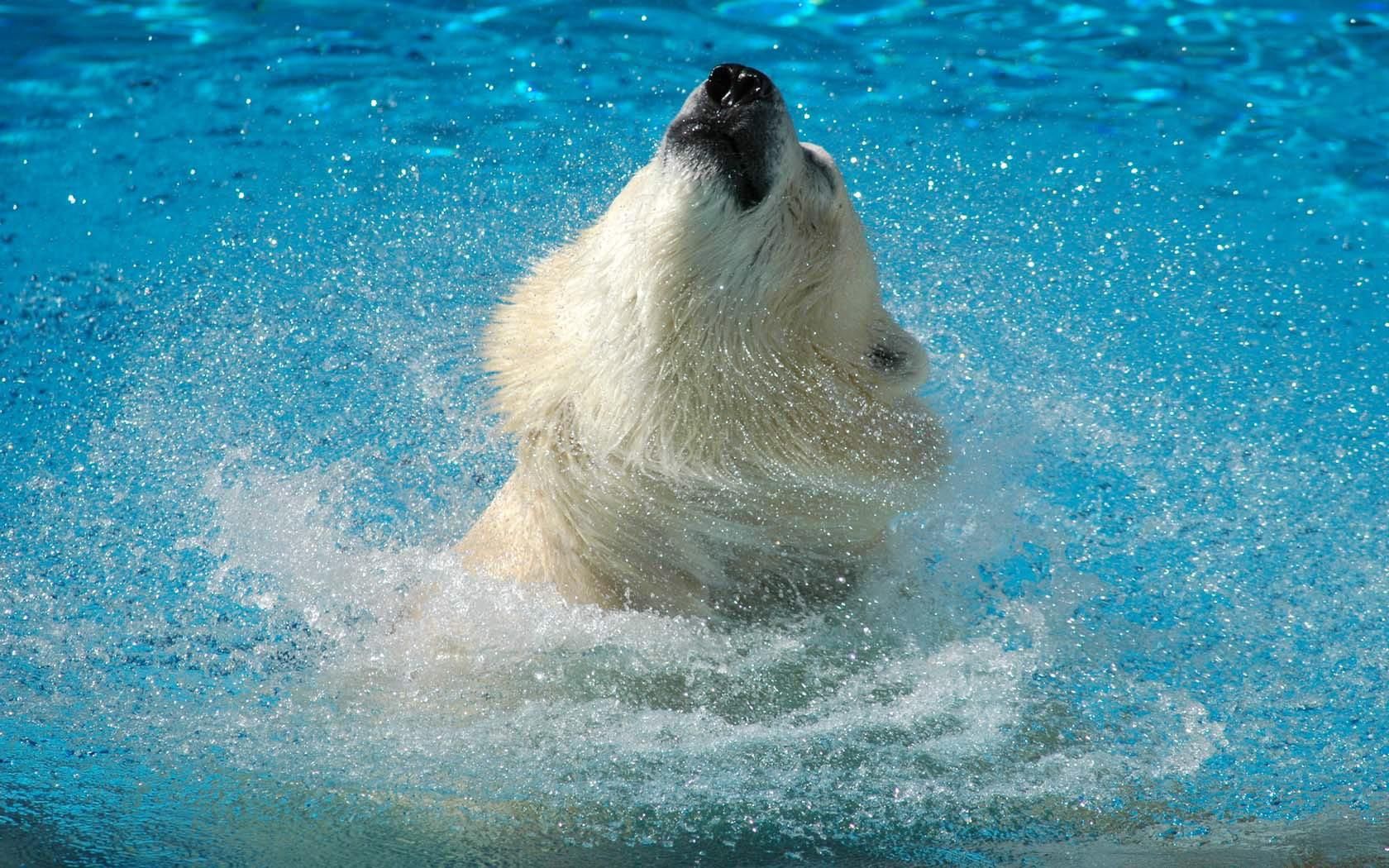 124624 télécharger l'image animaux, eau, museau, muselière, rebondir, sauter, ours polaire, ours blanc - fonds d'écran et économiseurs d'écran gratuits
