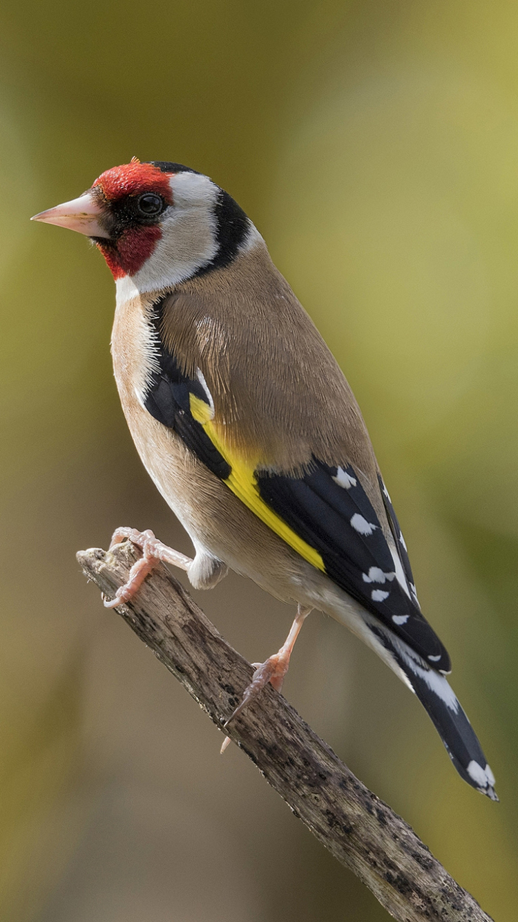 Download mobile wallpaper Birds, Bird, Animal, Goldfinch for free.