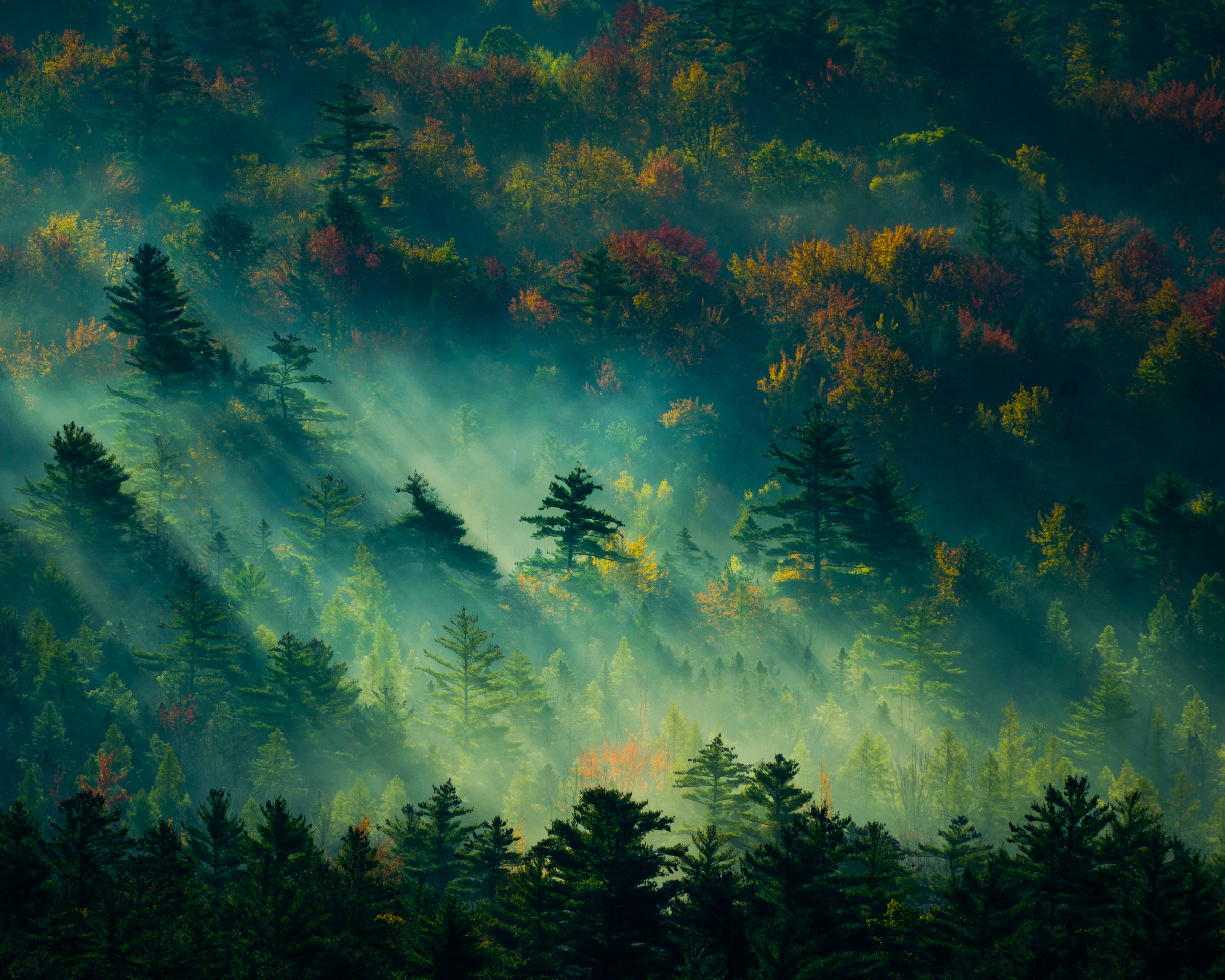 Handy-Wallpaper Wald, Nebel, Morgen, Sonnenlicht, Erde/natur kostenlos herunterladen.
