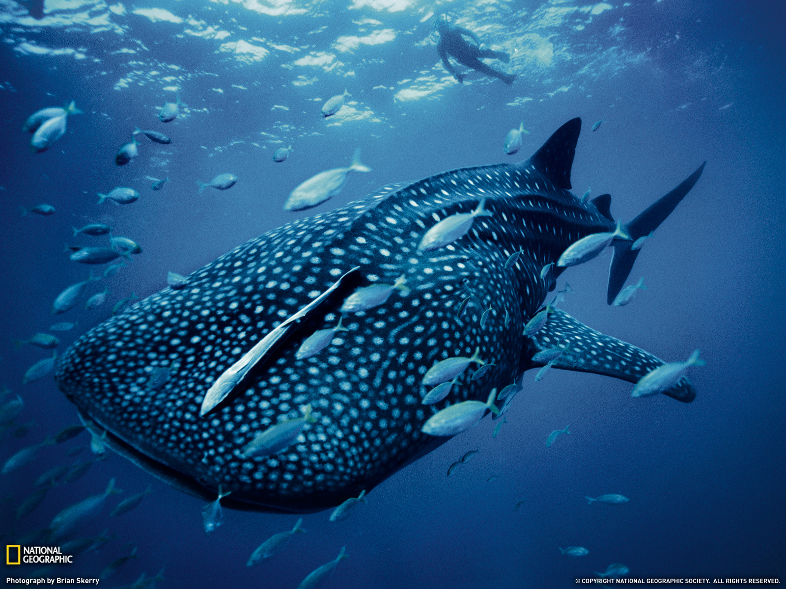 287460 descargar fondo de pantalla tiburón ballena, animales, tiburones: protectores de pantalla e imágenes gratis