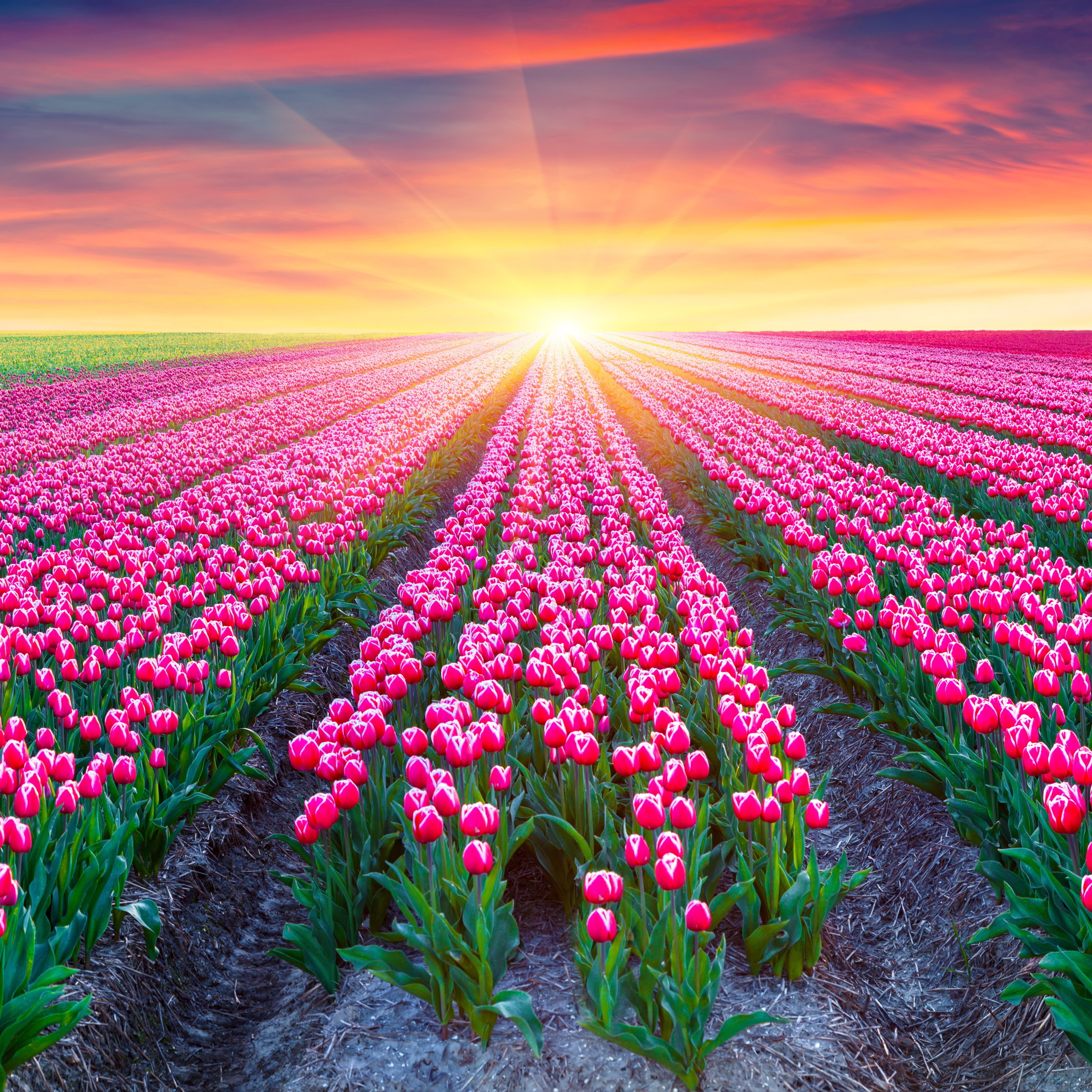 Free download wallpaper Flowers, Sunset, Earth, Field, Tulip, Pink Flower, Sunshine on your PC desktop
