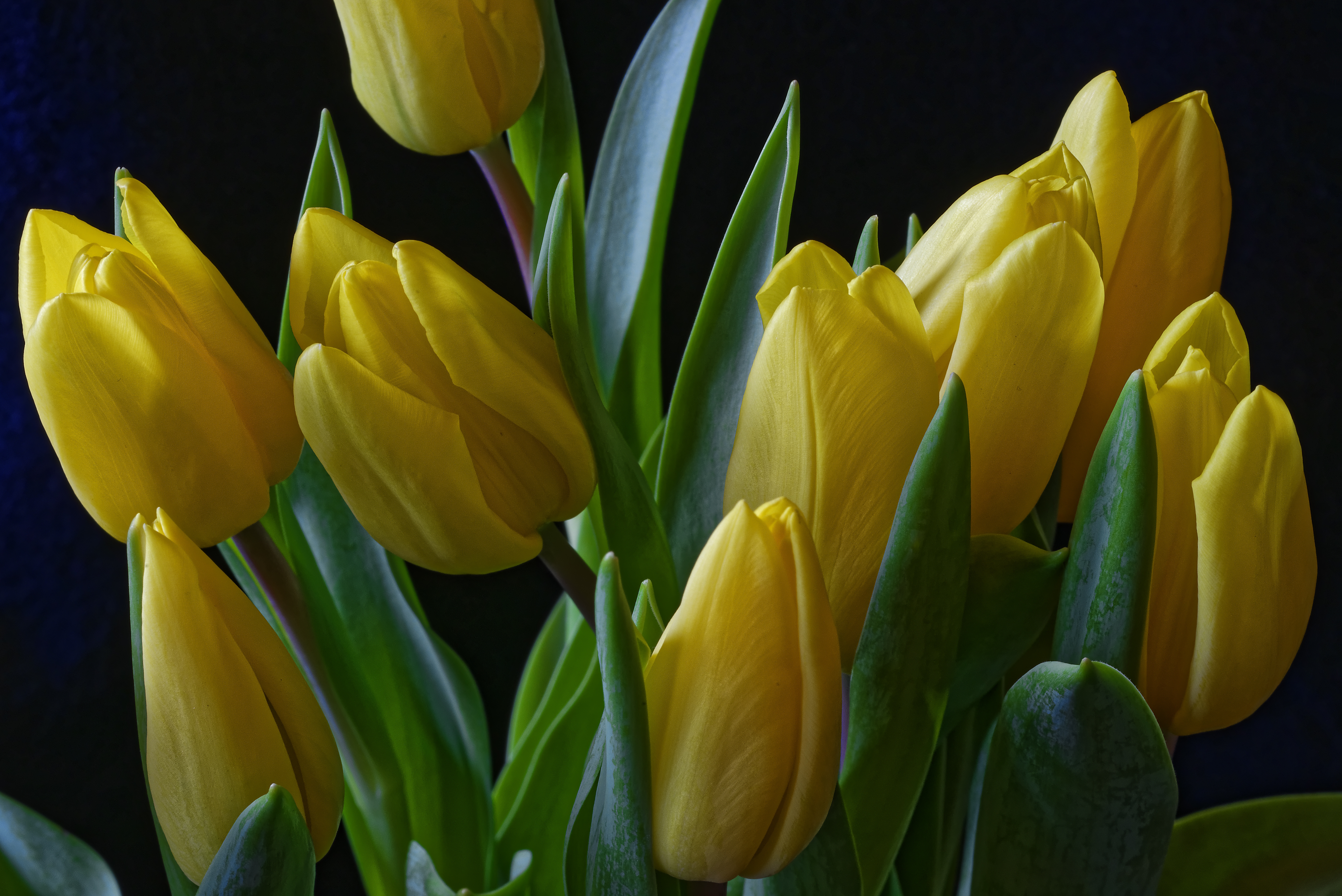 Download mobile wallpaper Flowers, Flower, Earth, Tulip, Yellow Flower for free.