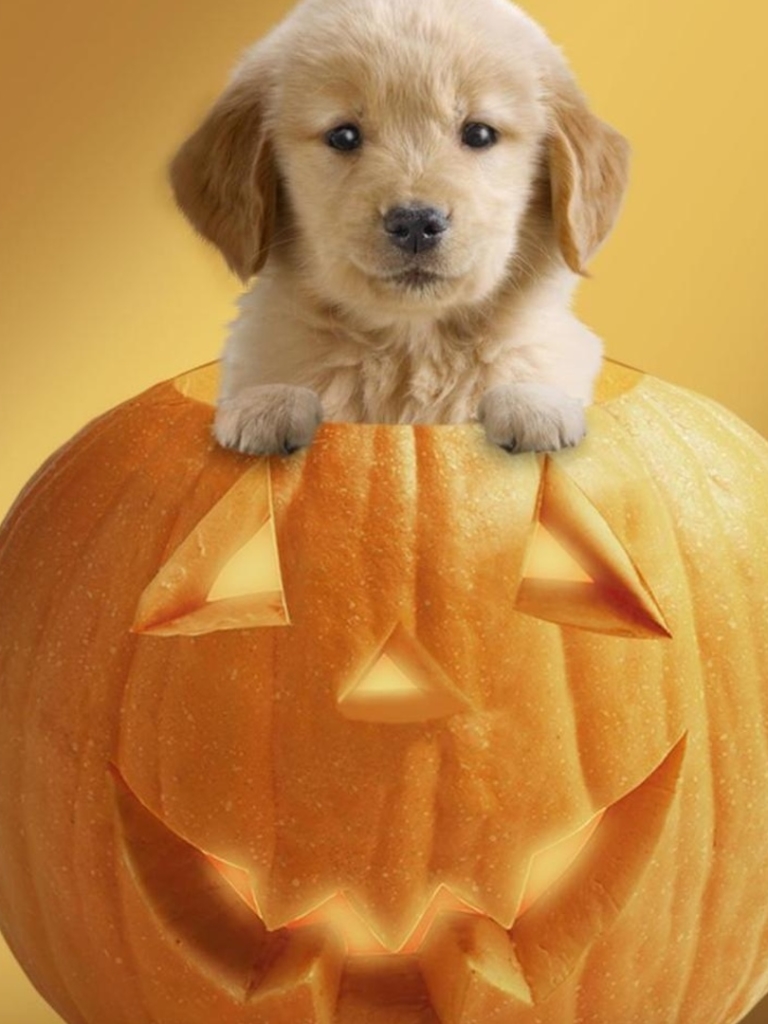 Download mobile wallpaper Halloween, Pumpkin, Holiday, Puppy, Cute for free.