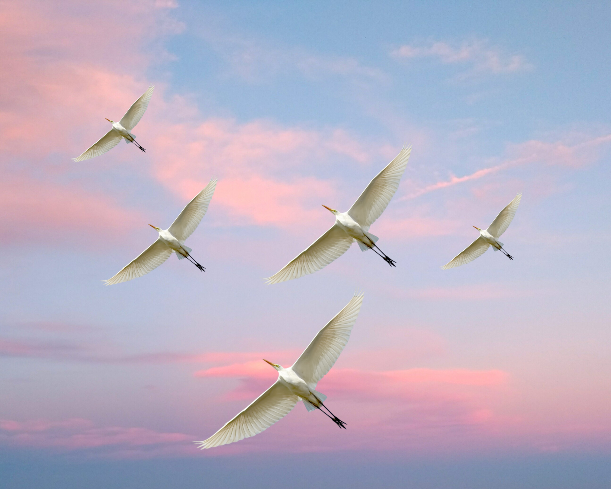 Download mobile wallpaper Birds, Animal, Egret for free.