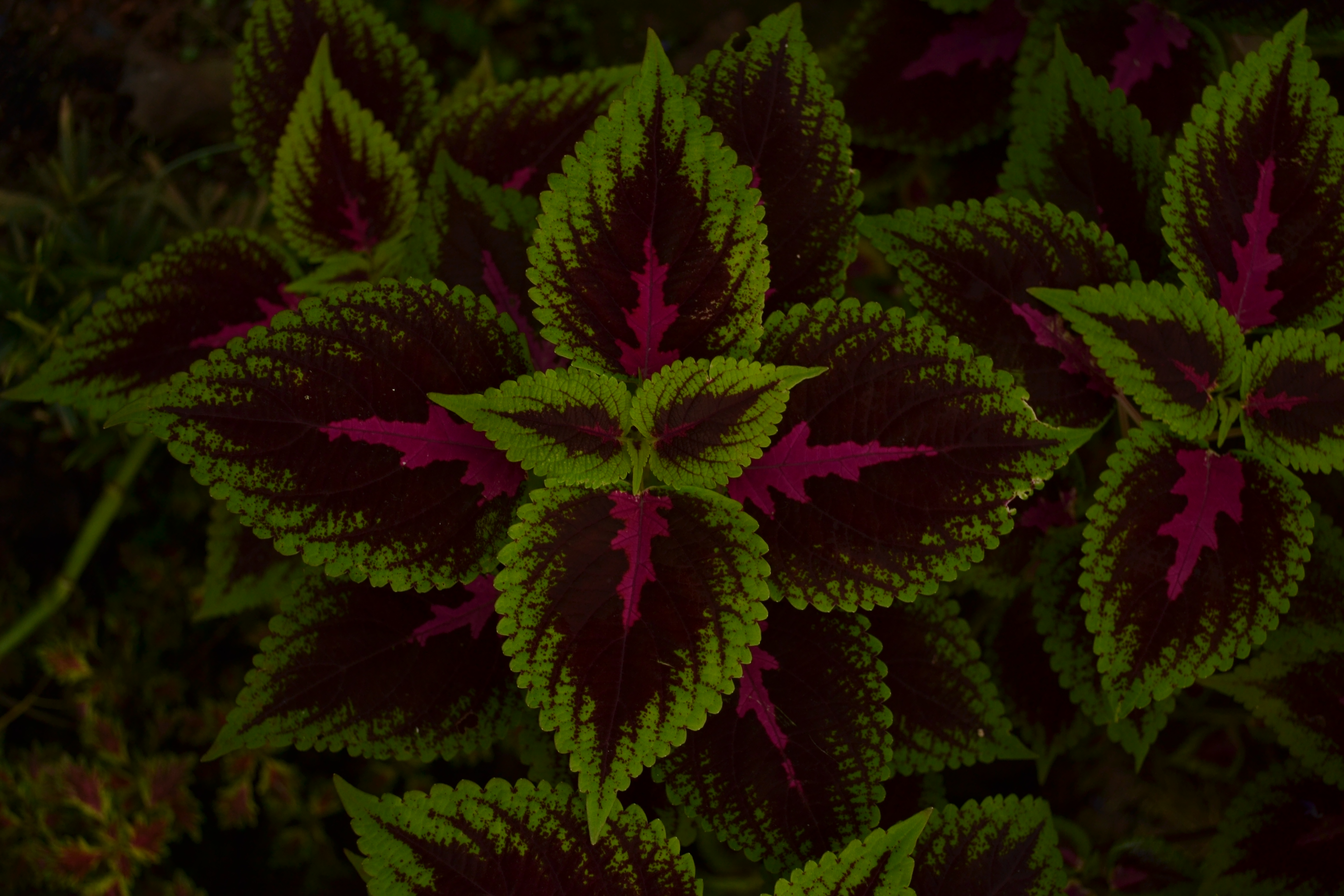 pattern, plant, nature, leaves, green, dark 1080p