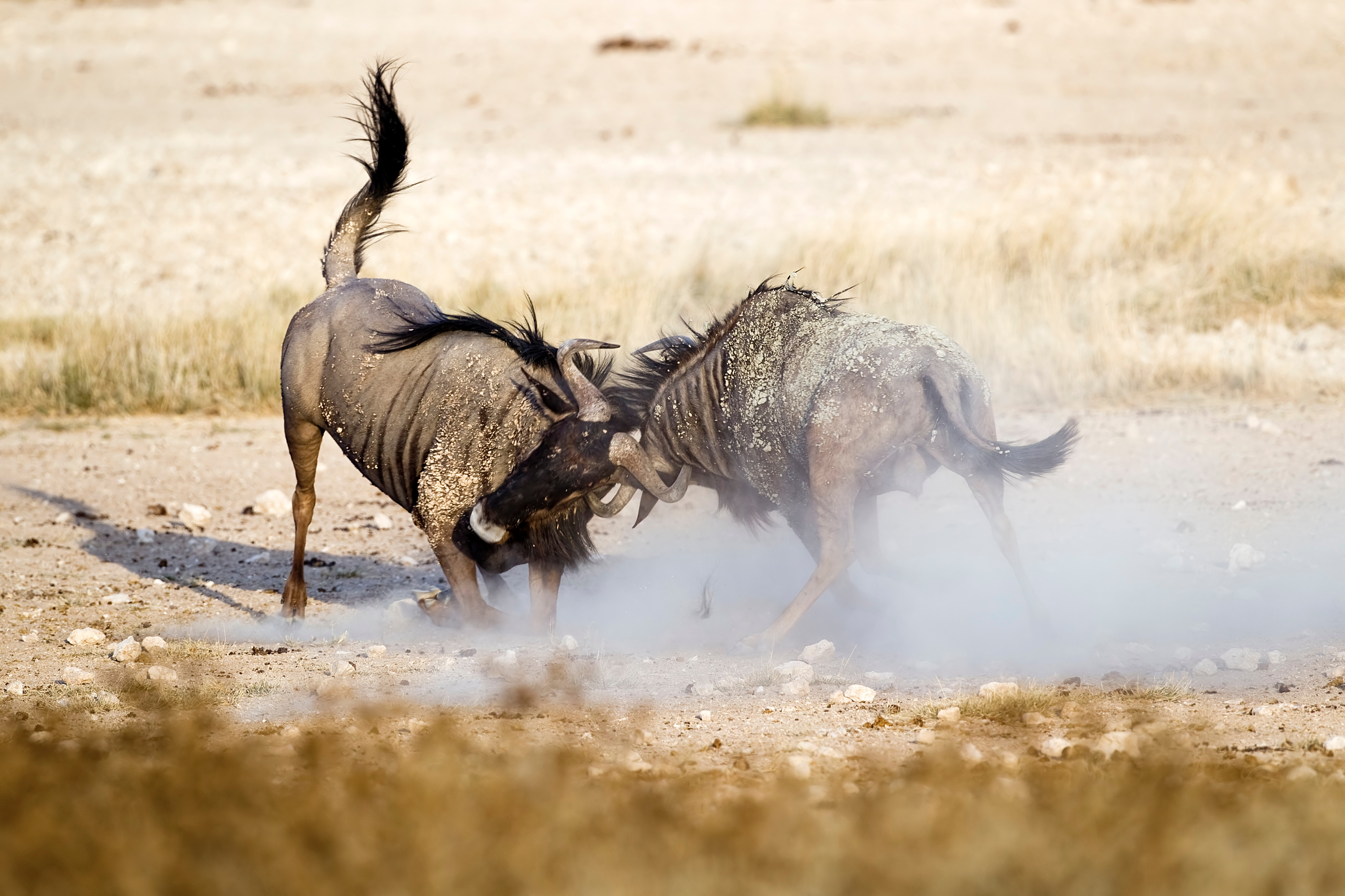 716370 Protetores de tela e papéis de parede Gnu Azul em seu telefone. Baixe  fotos gratuitamente