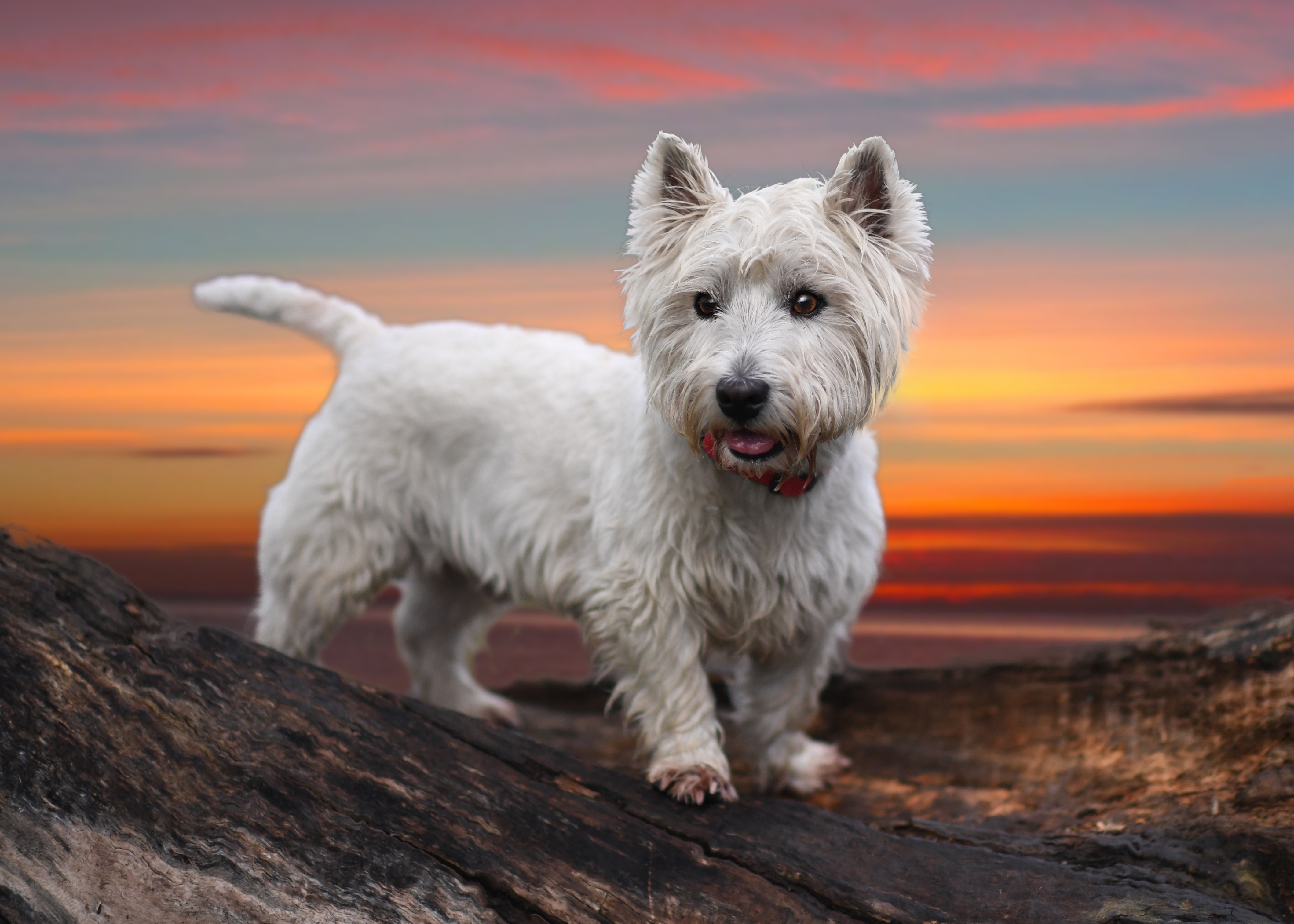 west highland white terrier, animal, dog, terrier, dogs