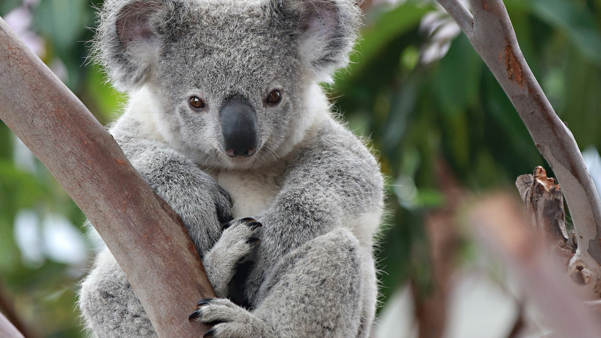 683844 завантажити картинку тварина, коала - шпалери і заставки безкоштовно