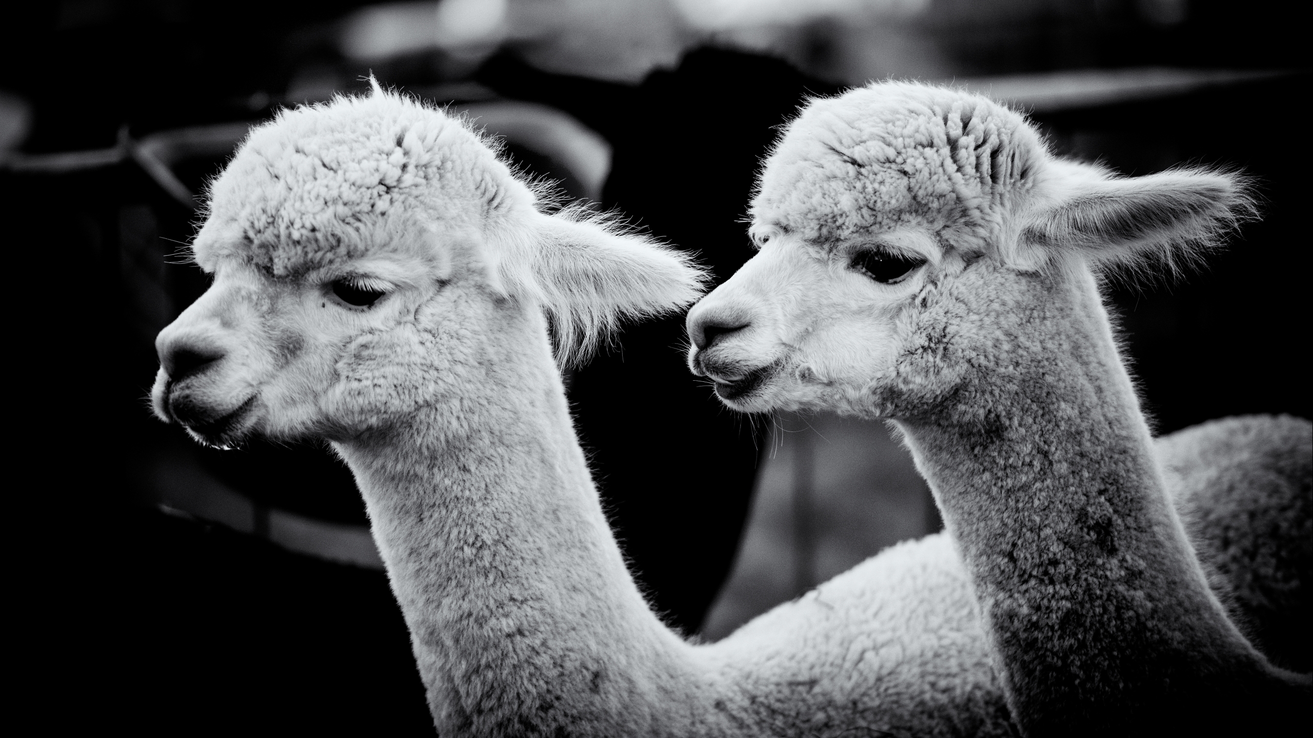 659897 baixar imagens animais, alpaca - papéis de parede e protetores de tela gratuitamente