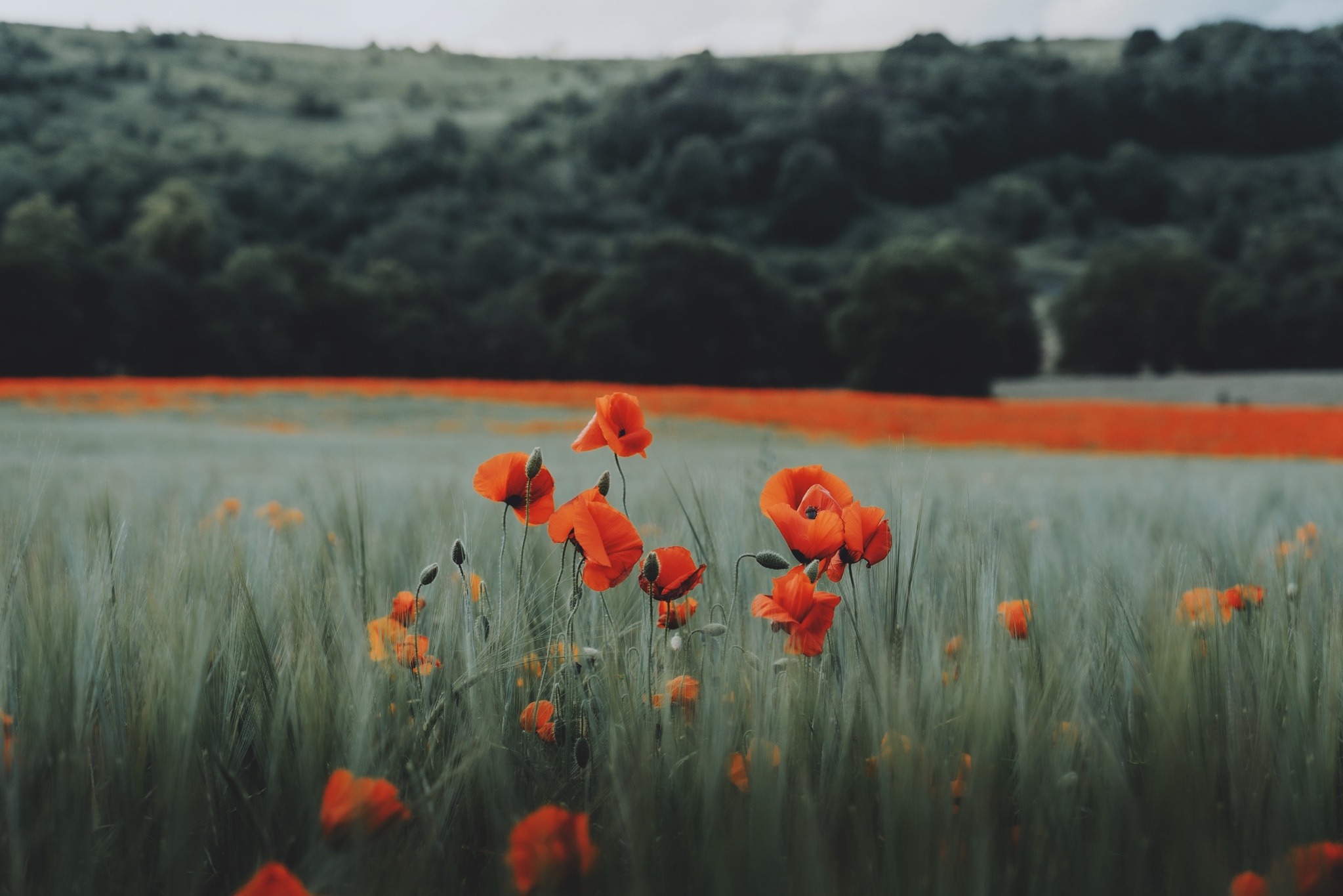 Descarga gratuita de fondo de pantalla para móvil de Flores, Flor, Amapola, Tierra/naturaleza.