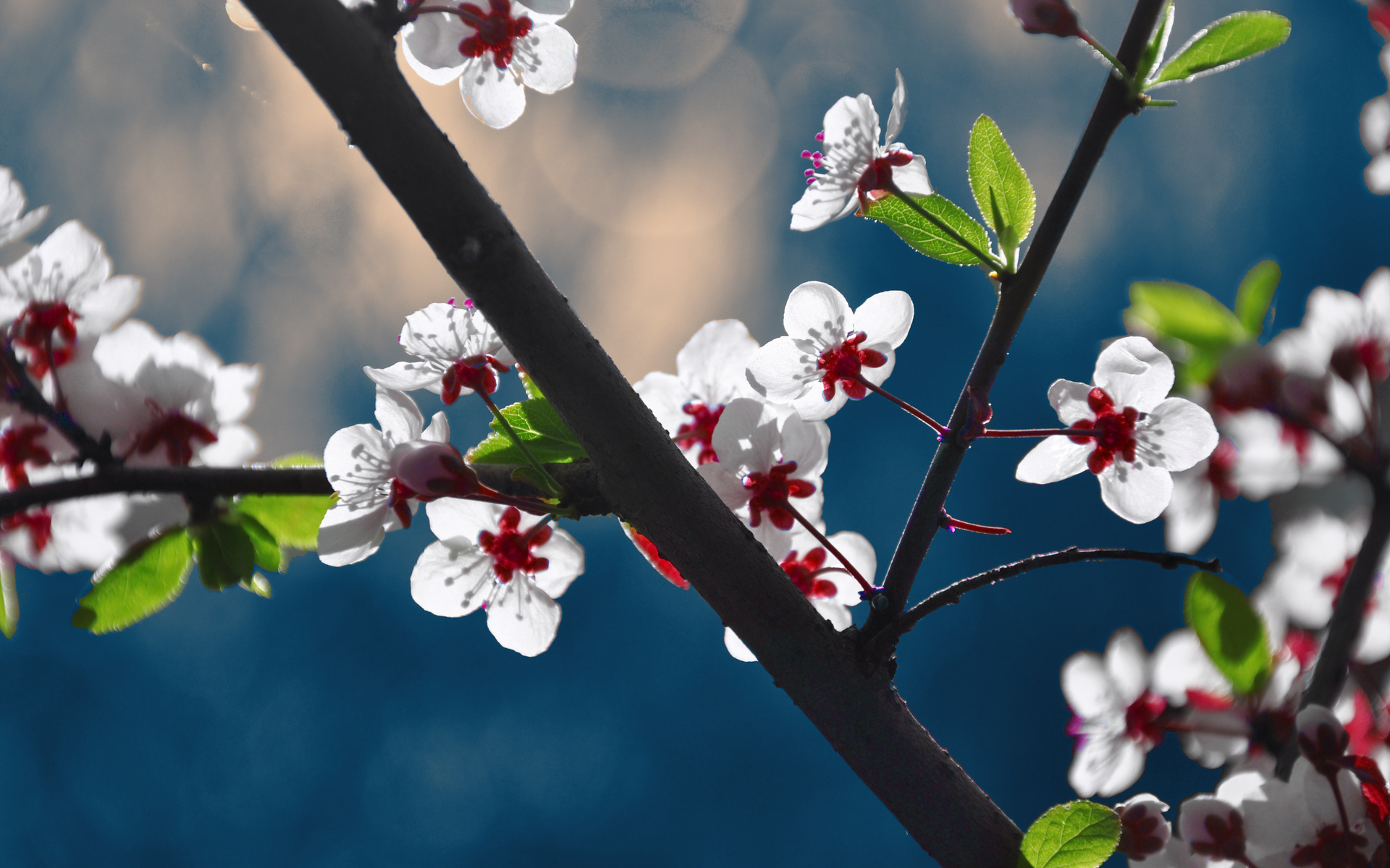 Download mobile wallpaper Blossom, Flowers, Earth for free.