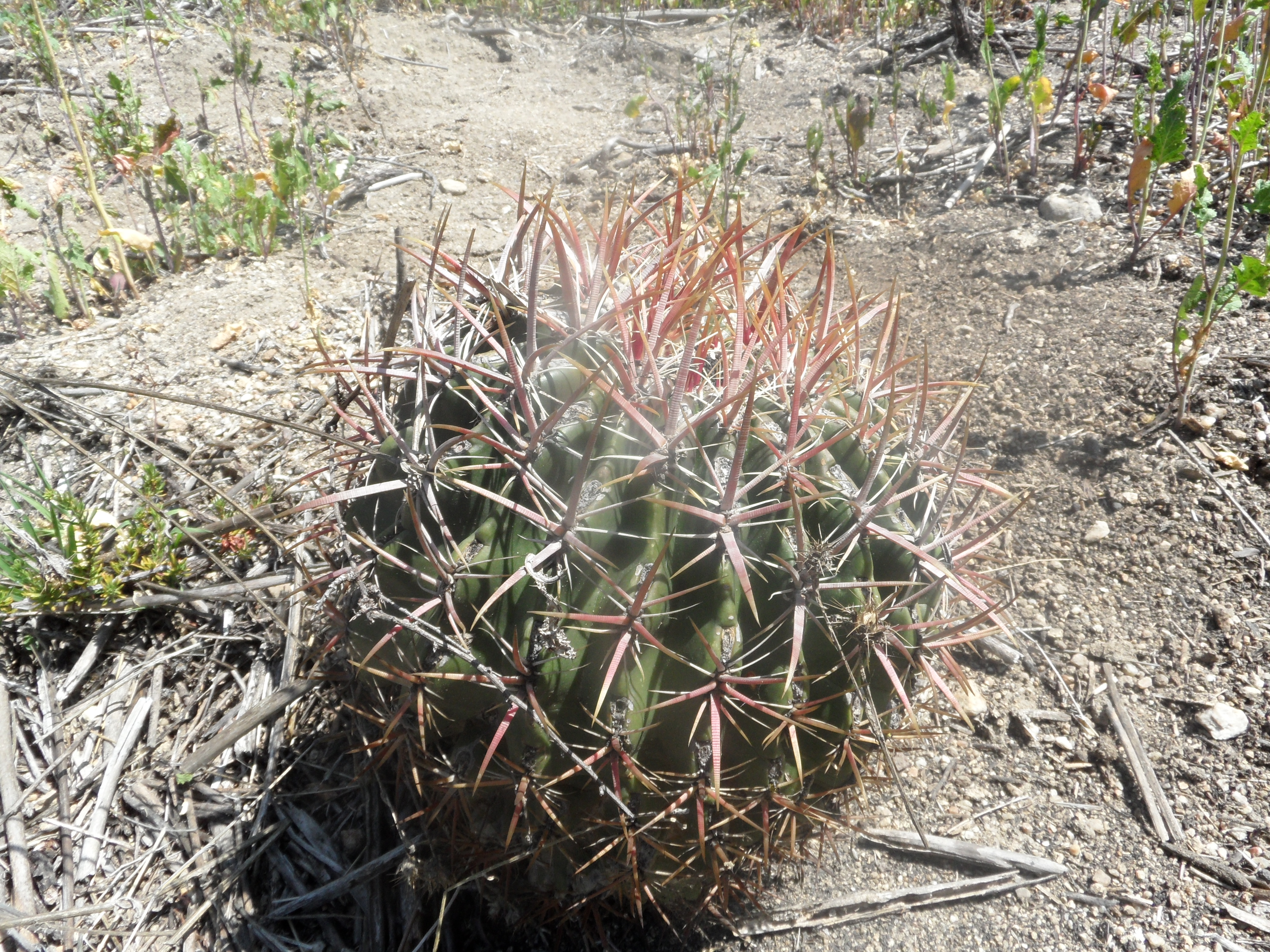 Laden Sie das Kaktus, Erde/natur-Bild kostenlos auf Ihren PC-Desktop herunter