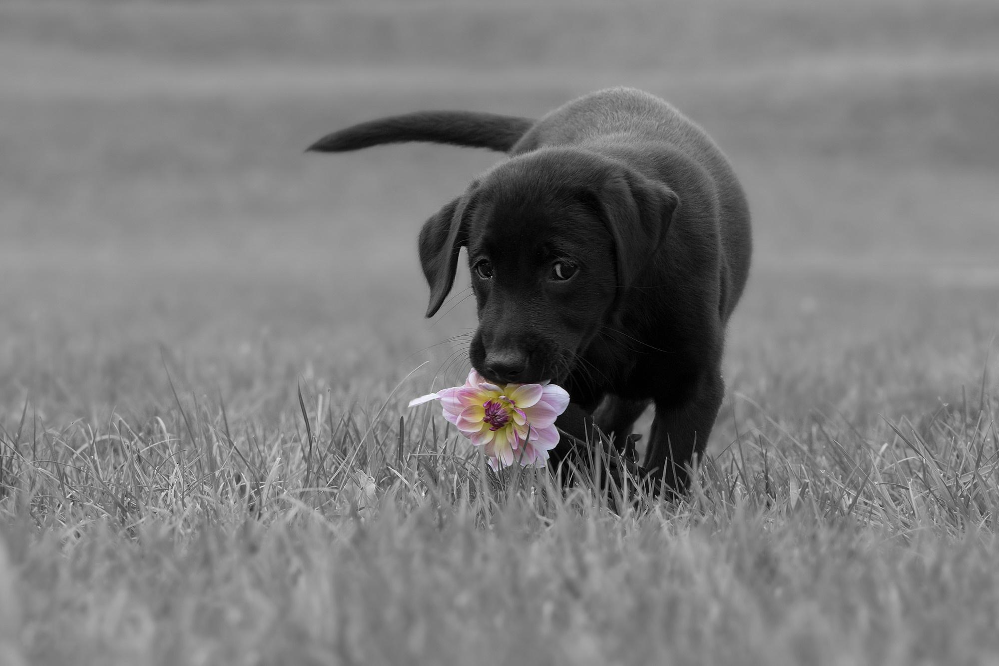 Download mobile wallpaper Dogs, Dog, Animal, Puppy, Labrador, Baby Animal for free.