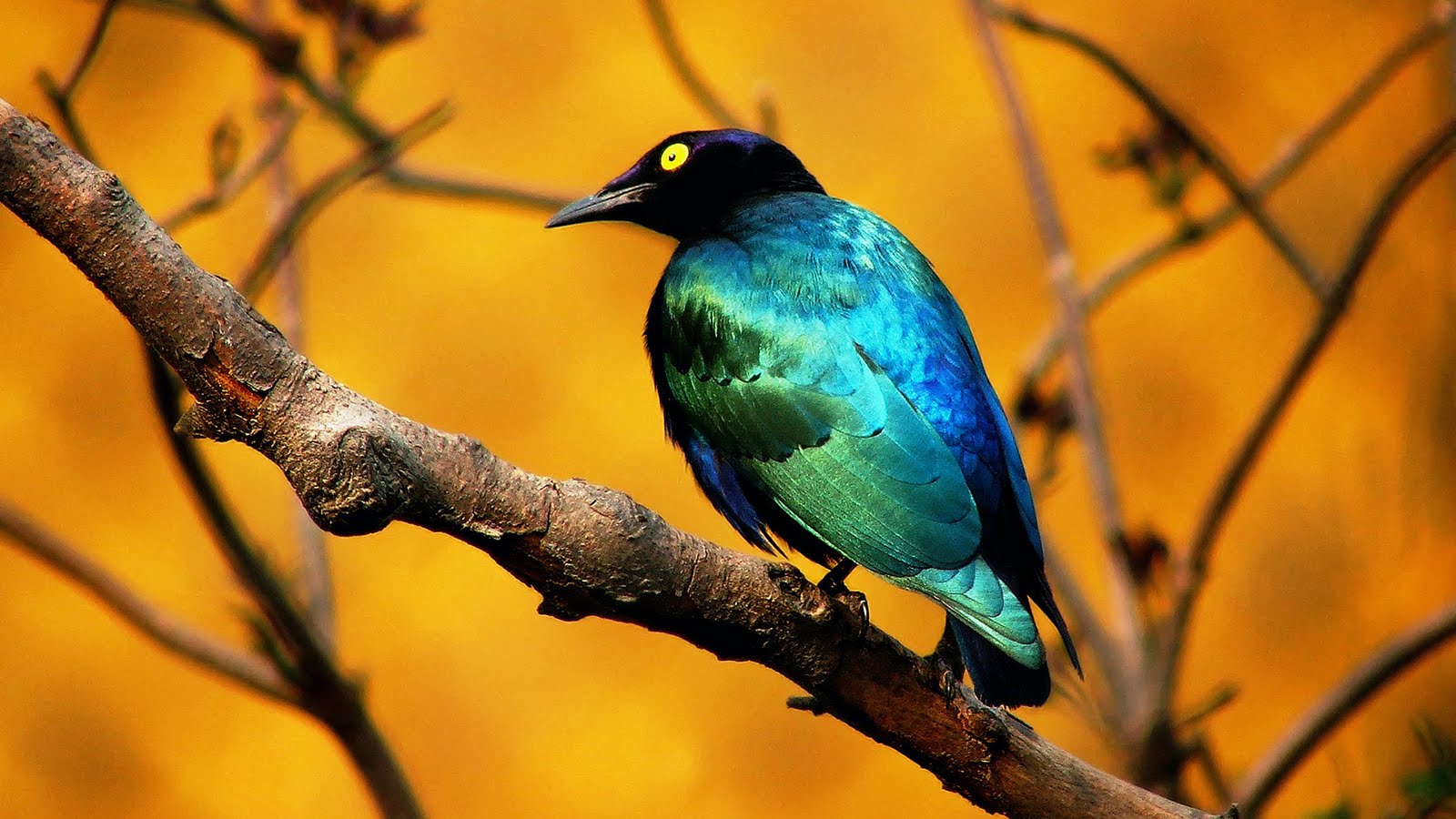 Téléchargez des papiers peints mobile Animaux, Oiseau gratuitement.